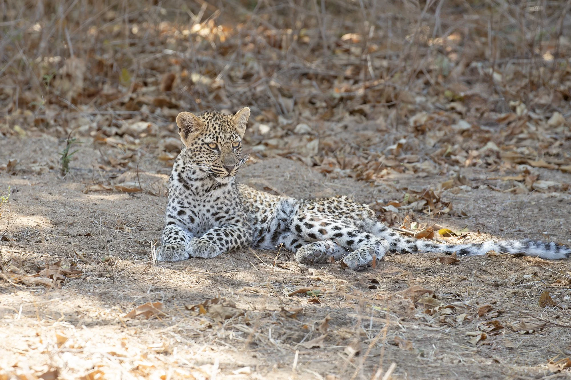LEOPARD CUB
