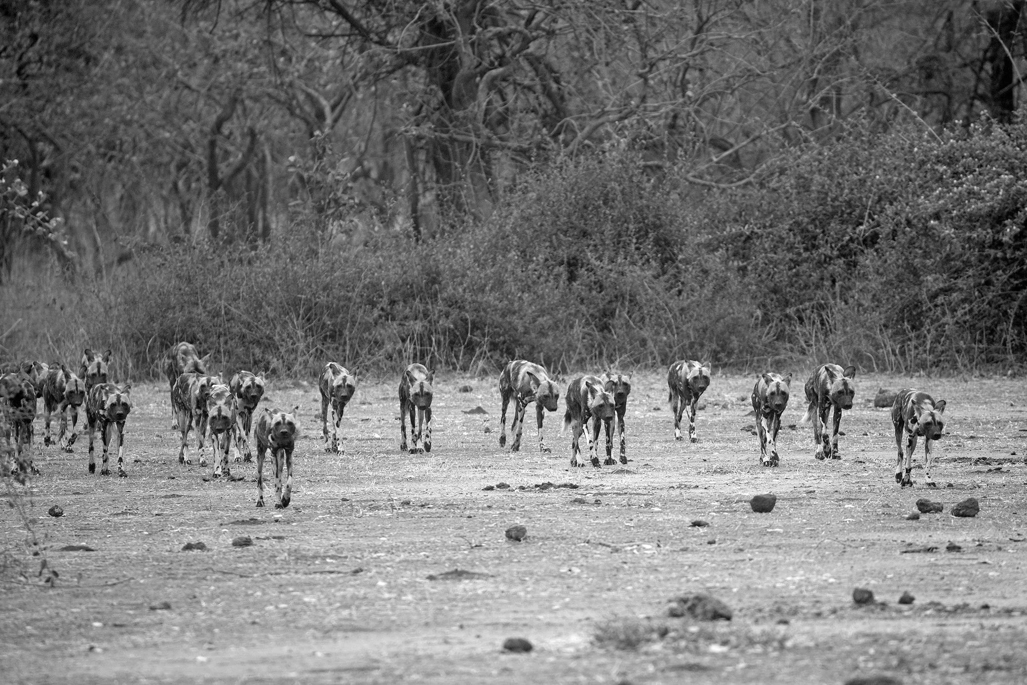 AFRICAN WILD DOGS