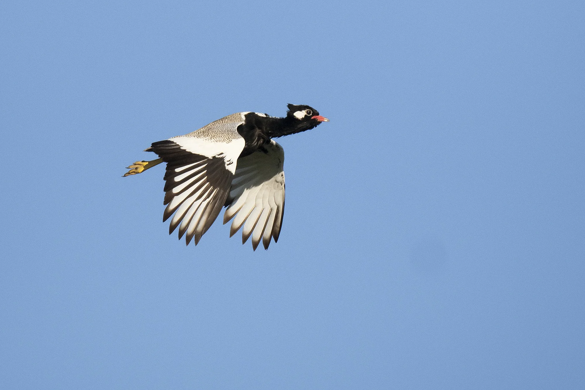 WHITE-QUILLED BUSTARD