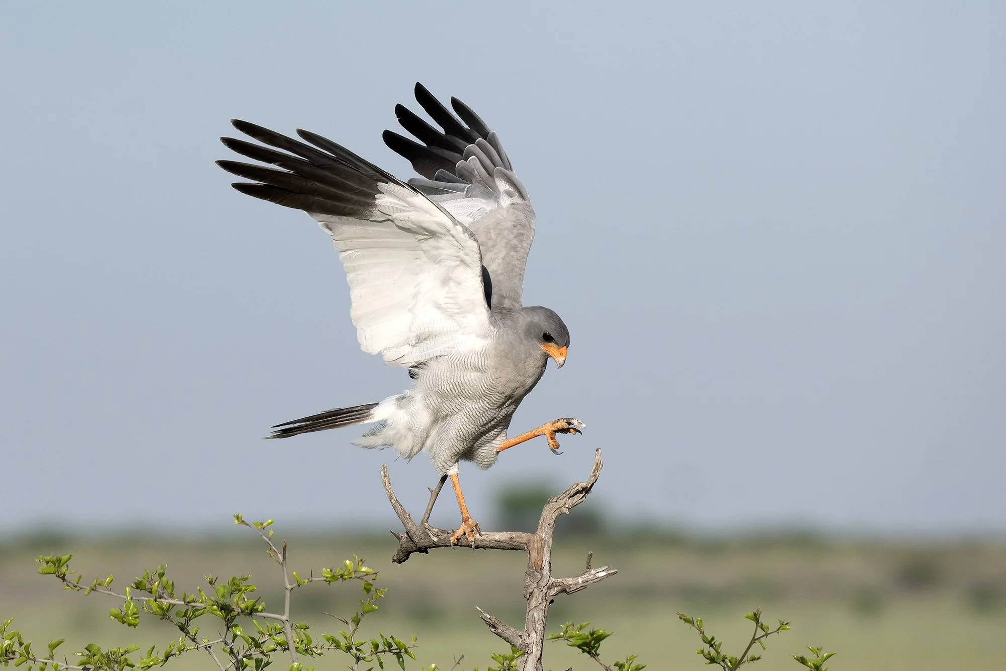Pale-chanting Goshawk