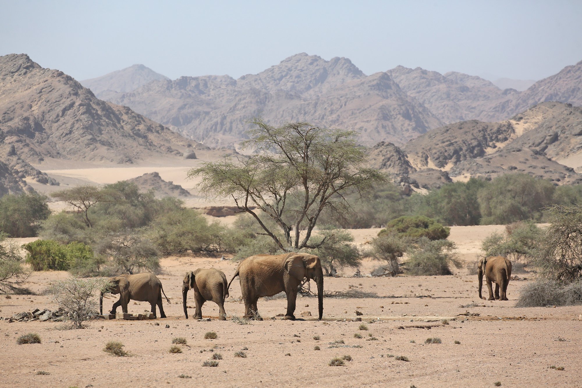 ELEPHANTS in the HOANIB
