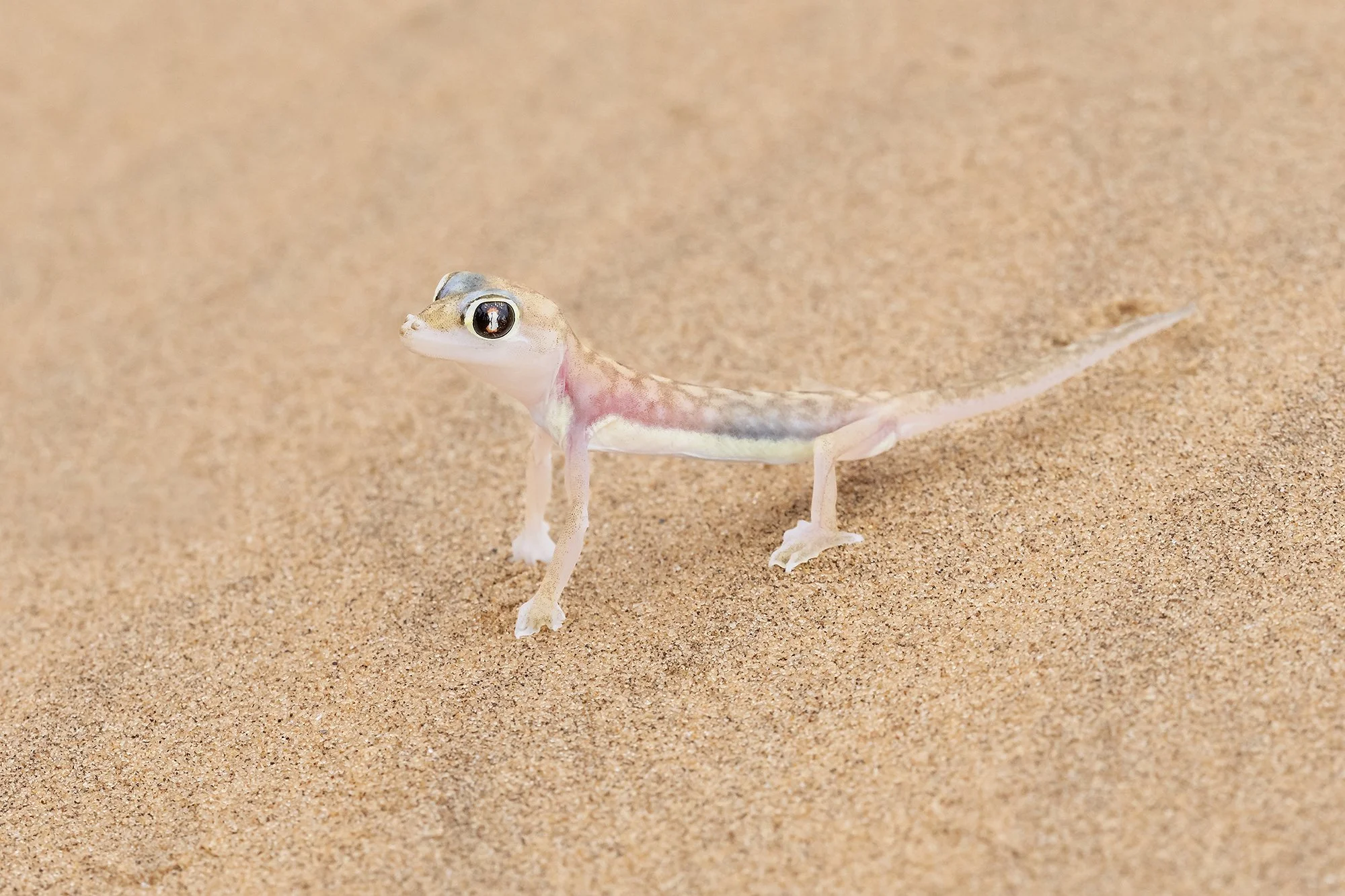 Namib Web-footed Gecko