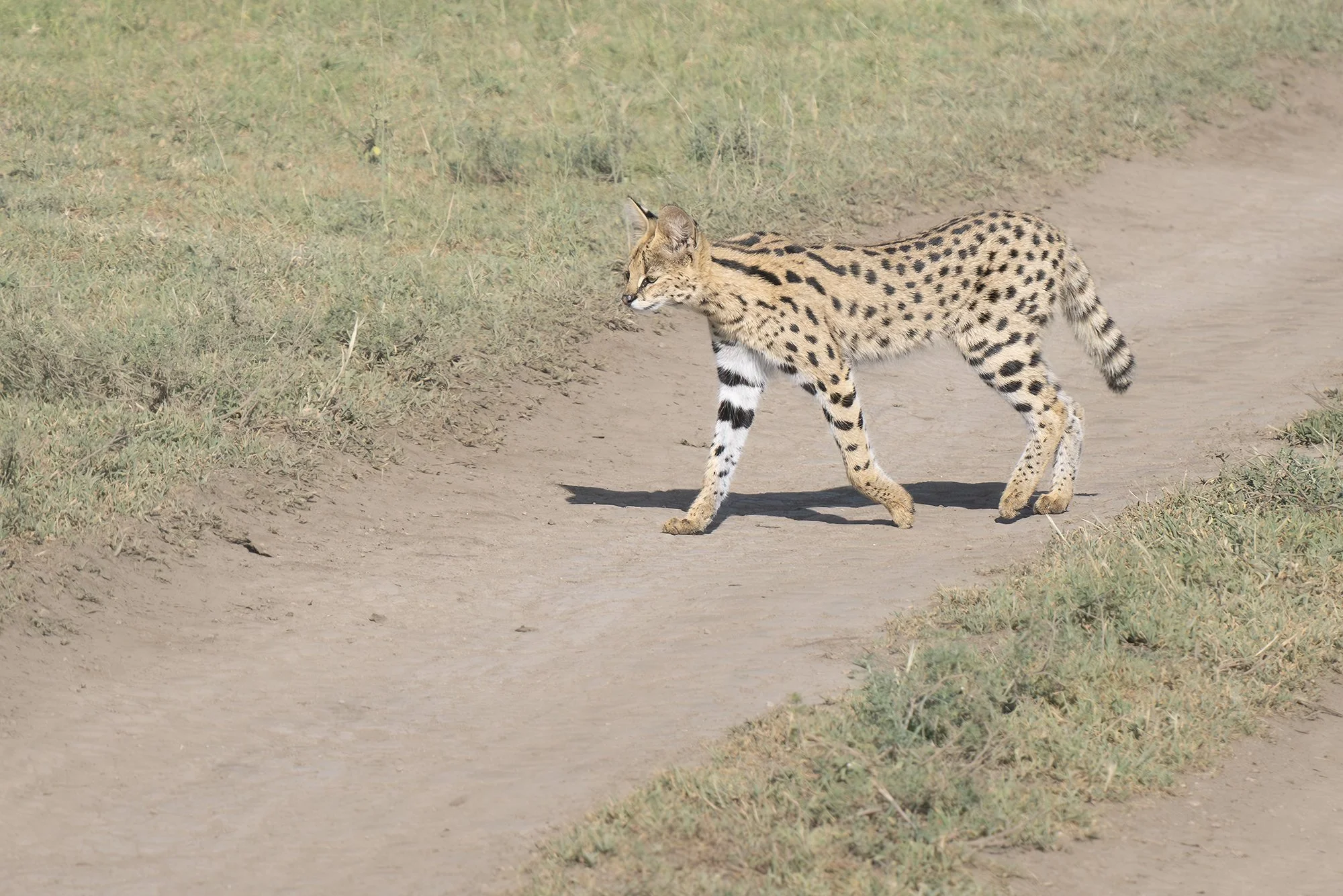 SERVAL