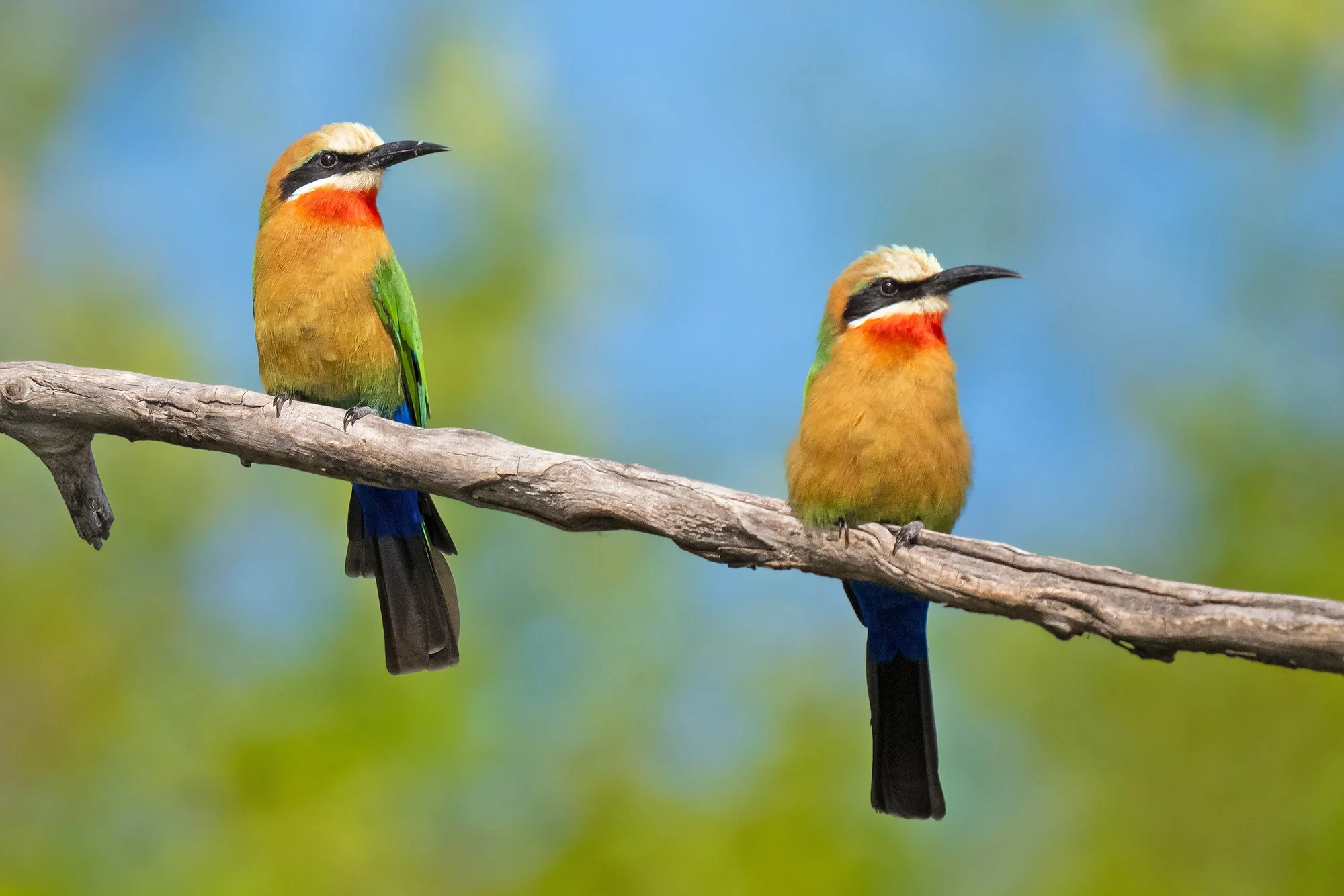 WHITE-FRONTED BEE-EATER