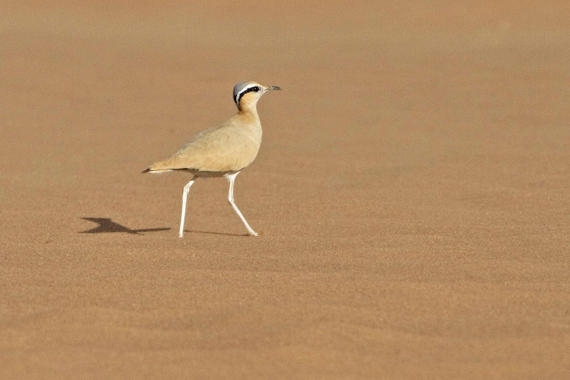Cream-coloured Courser