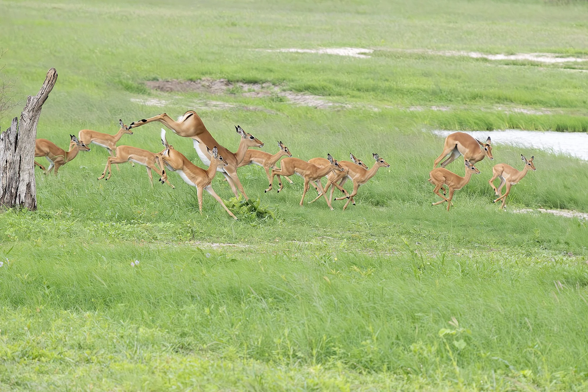 IMPALA