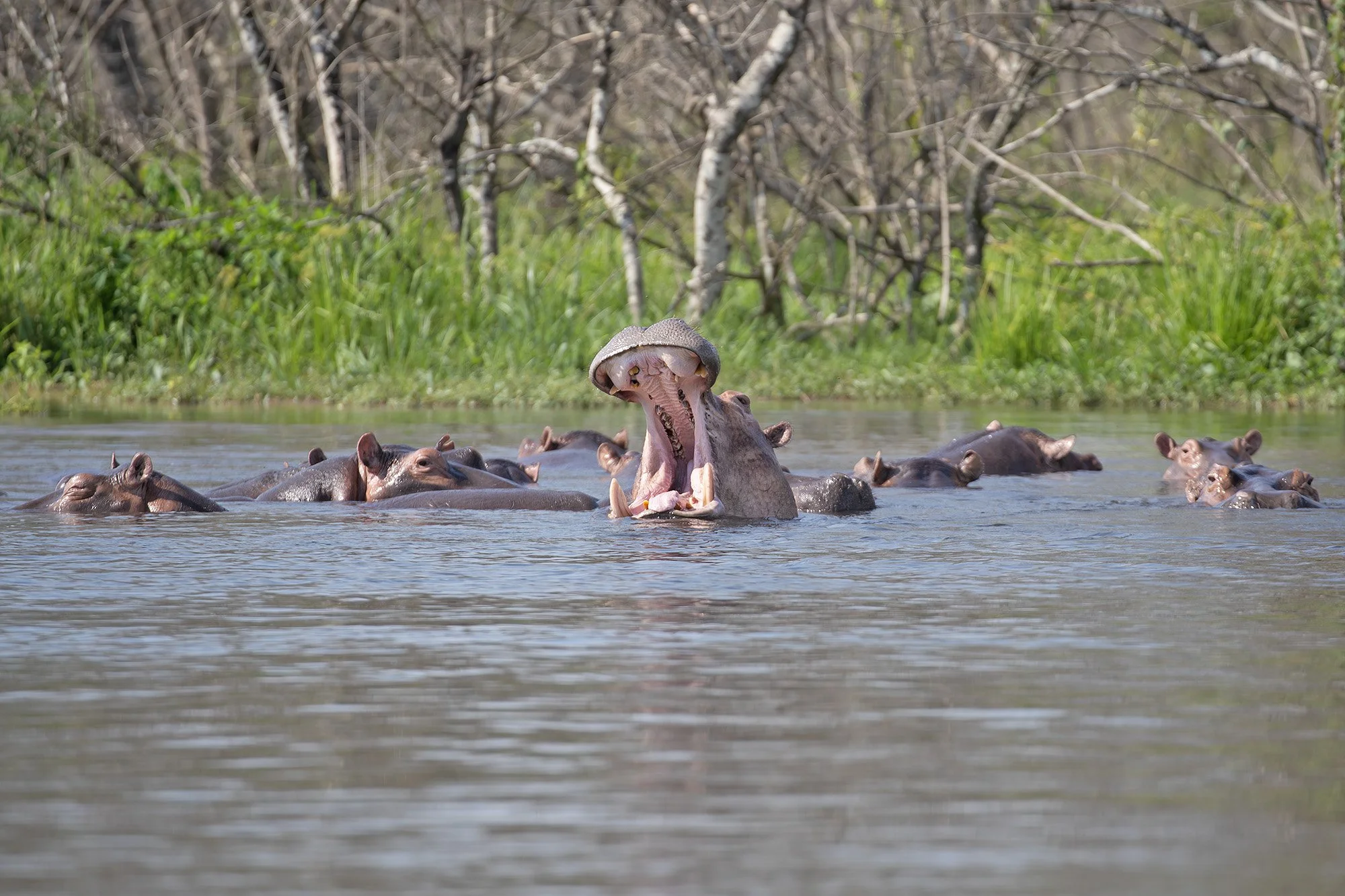 HIPPOPOTAMUS
