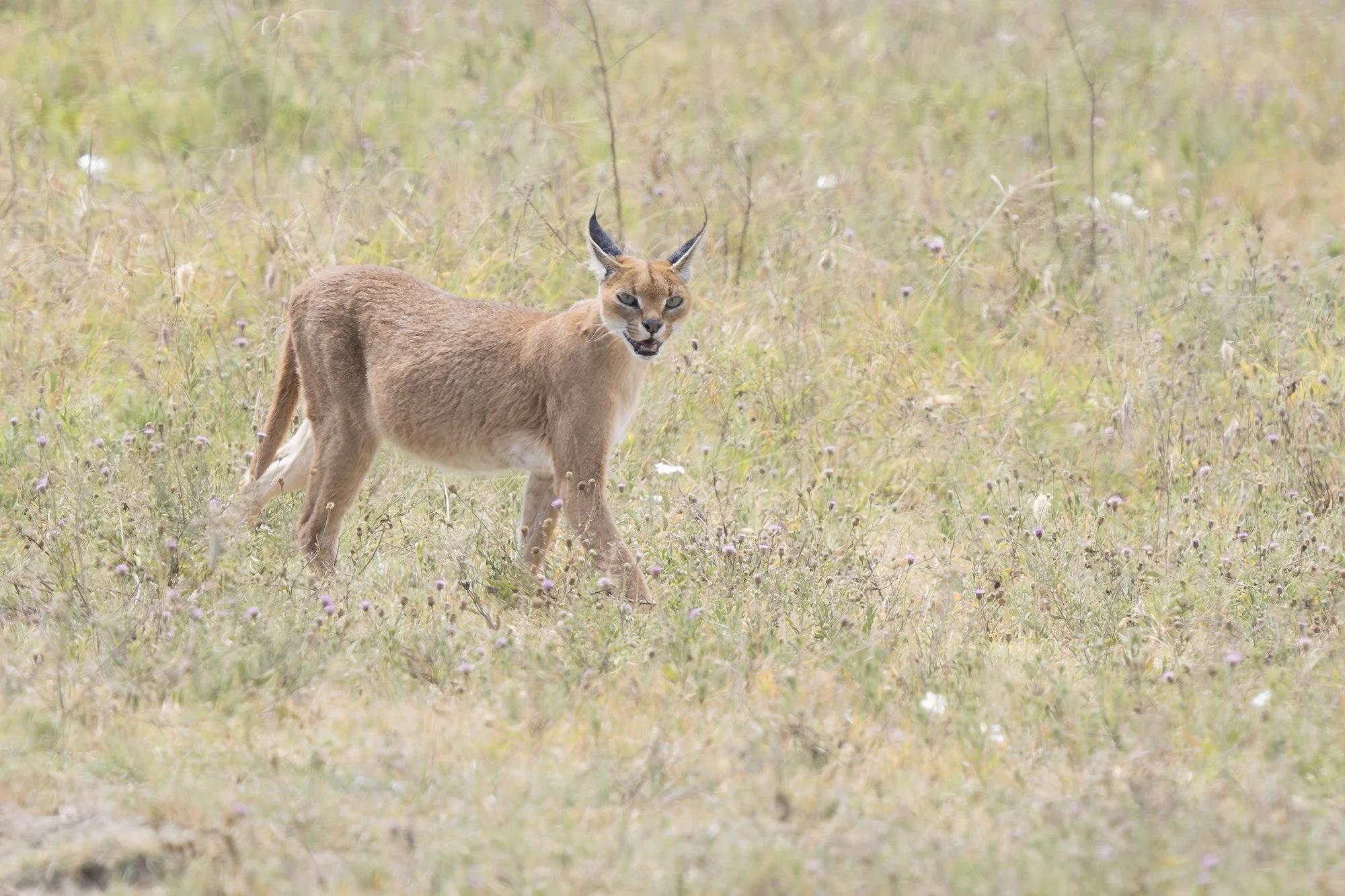 CARACAL