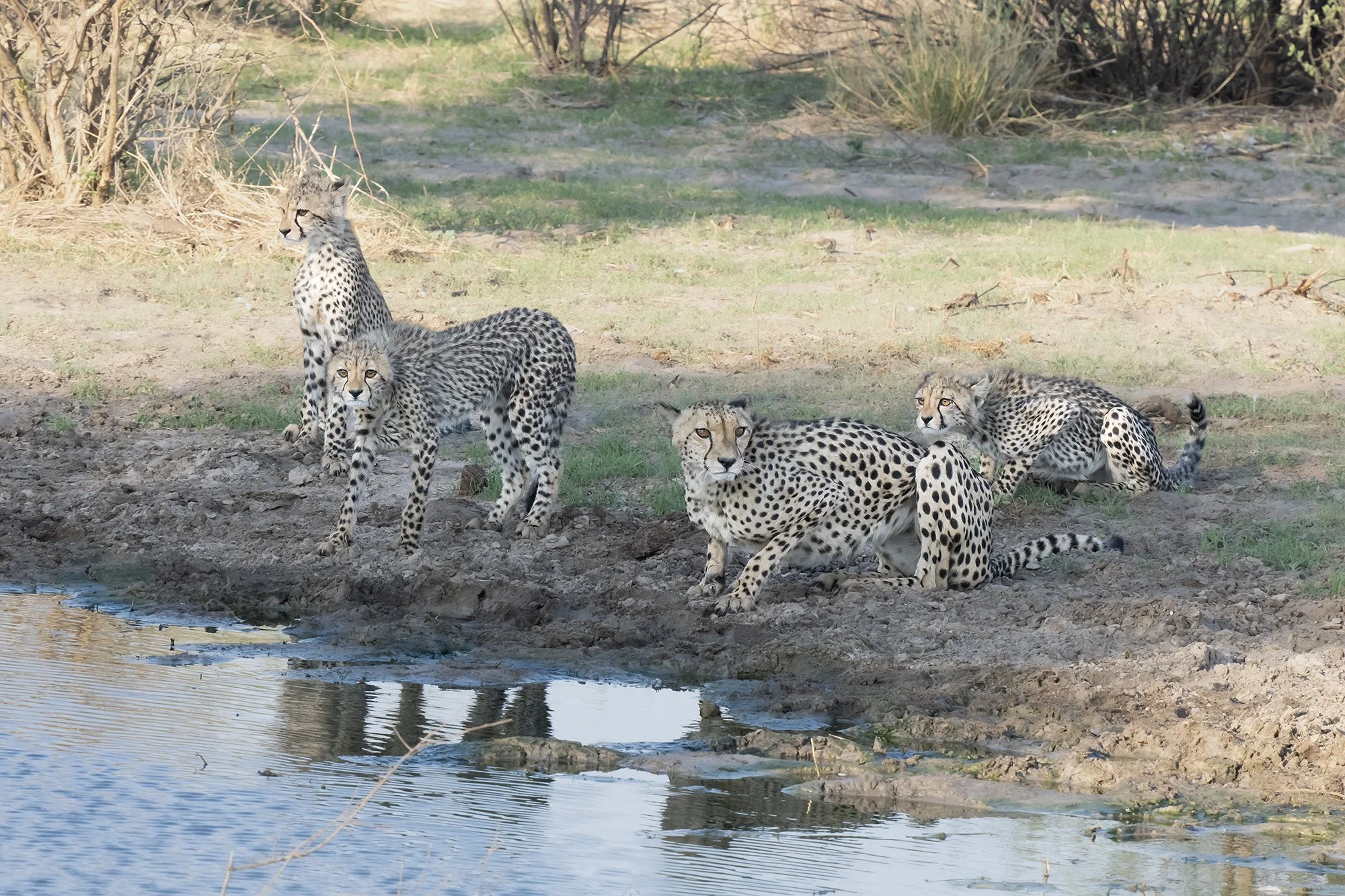 Cheetah