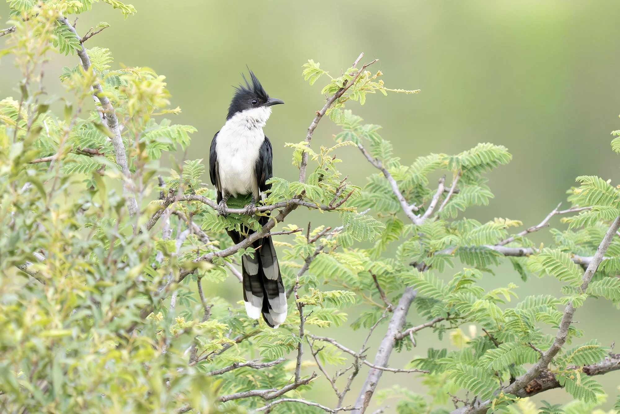 PIED CUCKOO