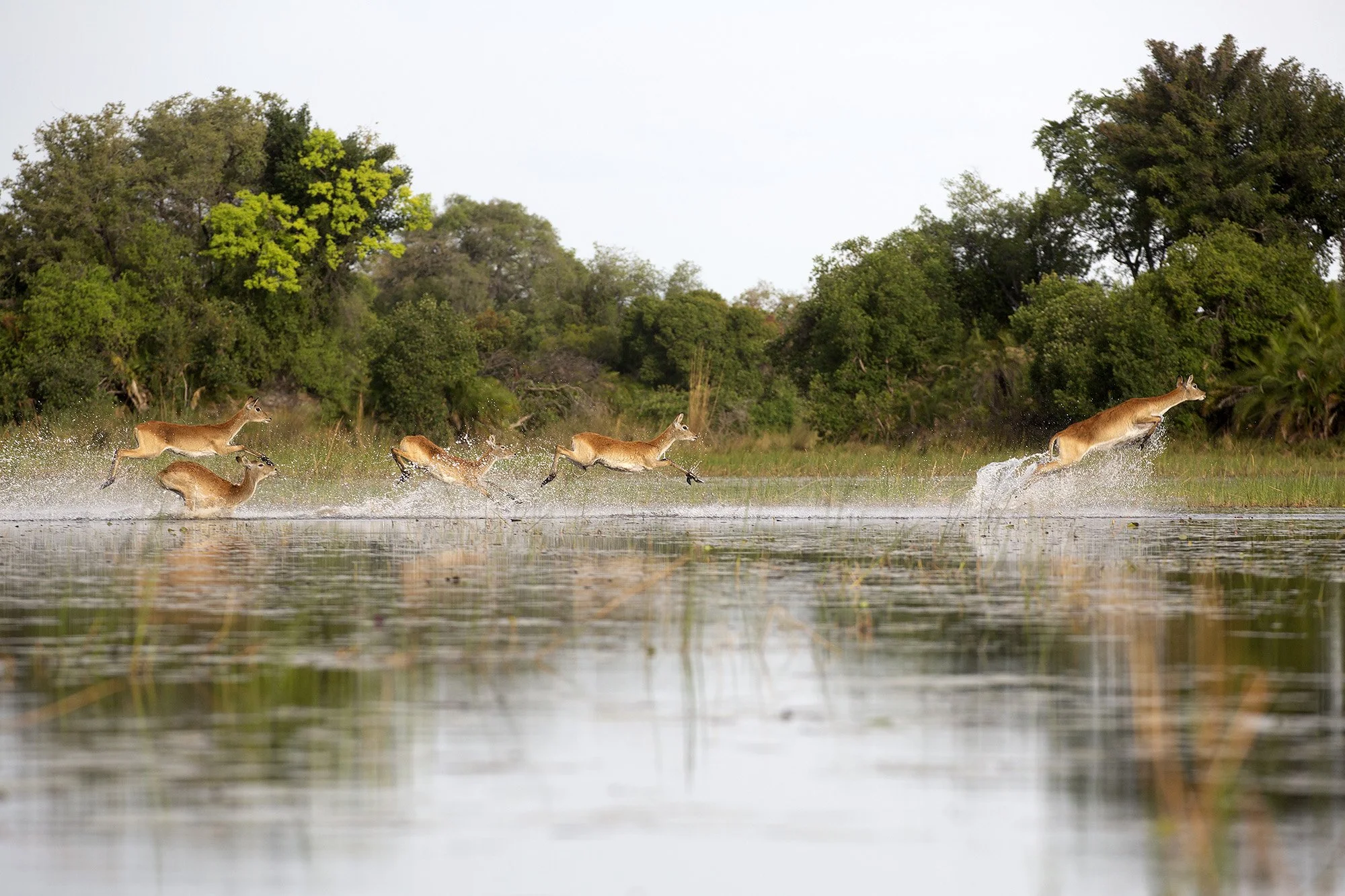 Red Lechwe