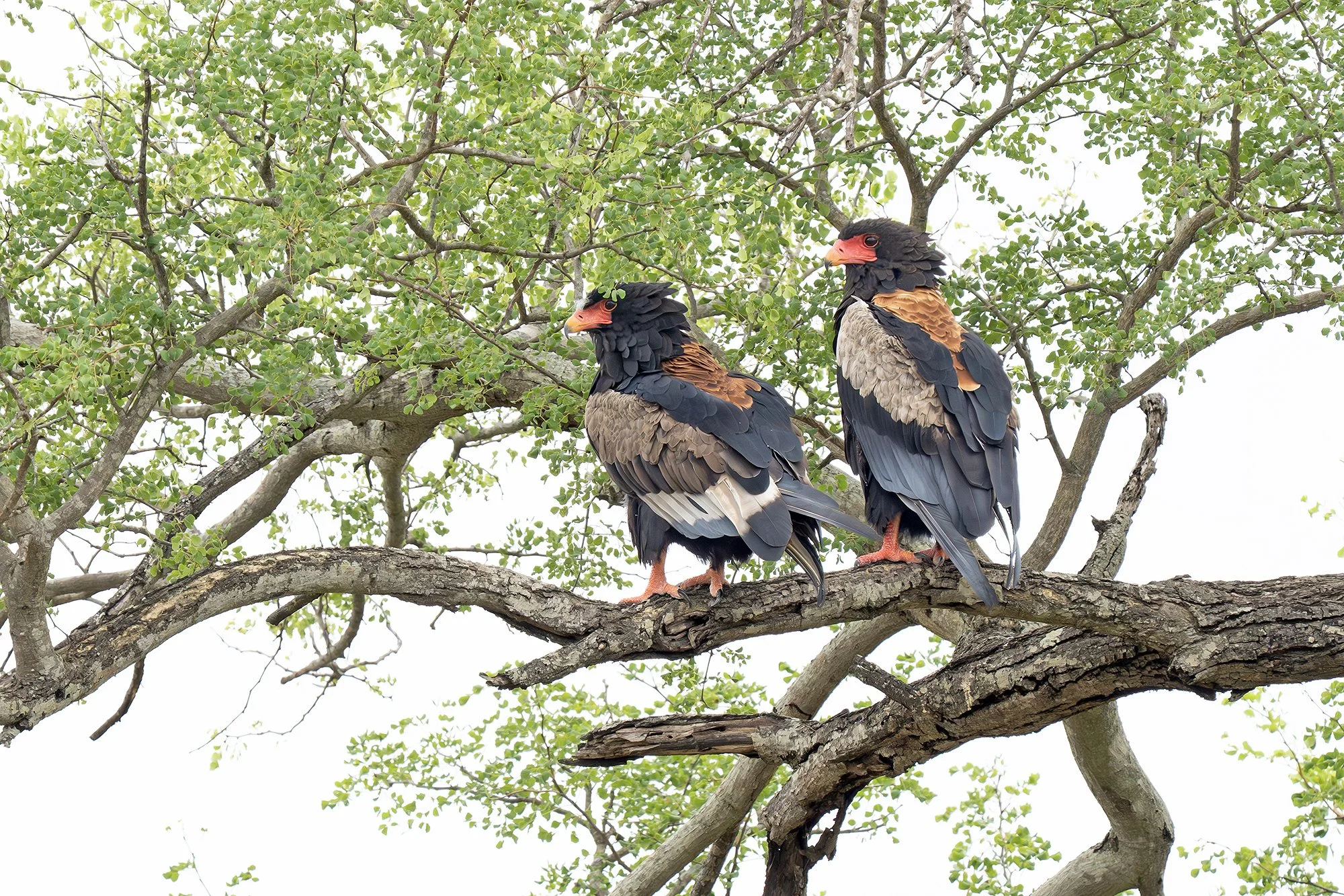 BATELEUR
