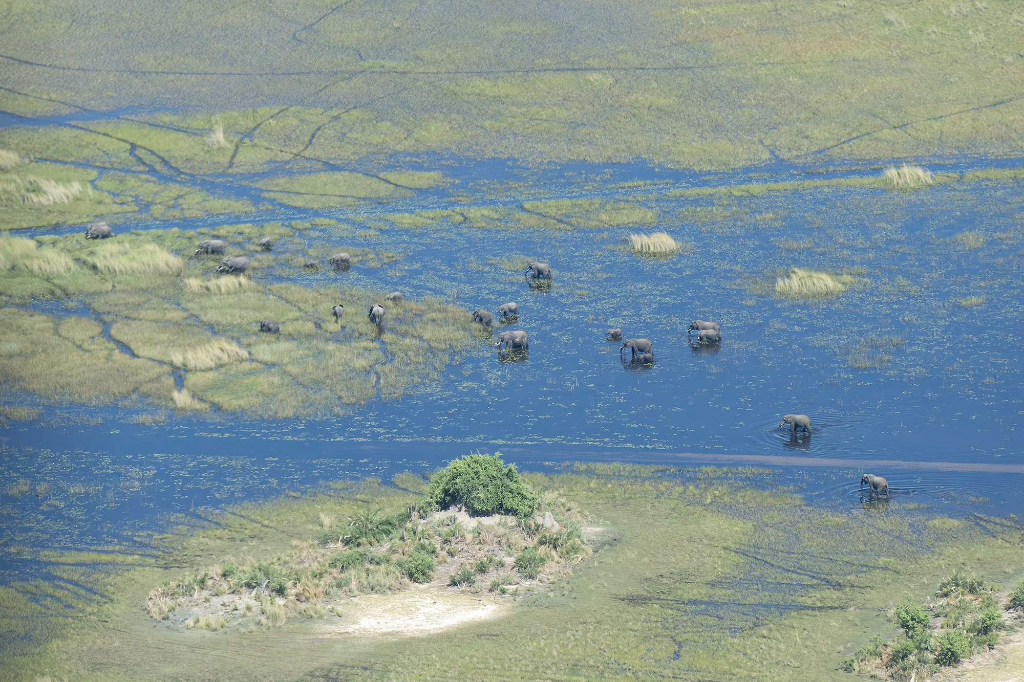 ELEPHANTS in OKAVANGO DELTA