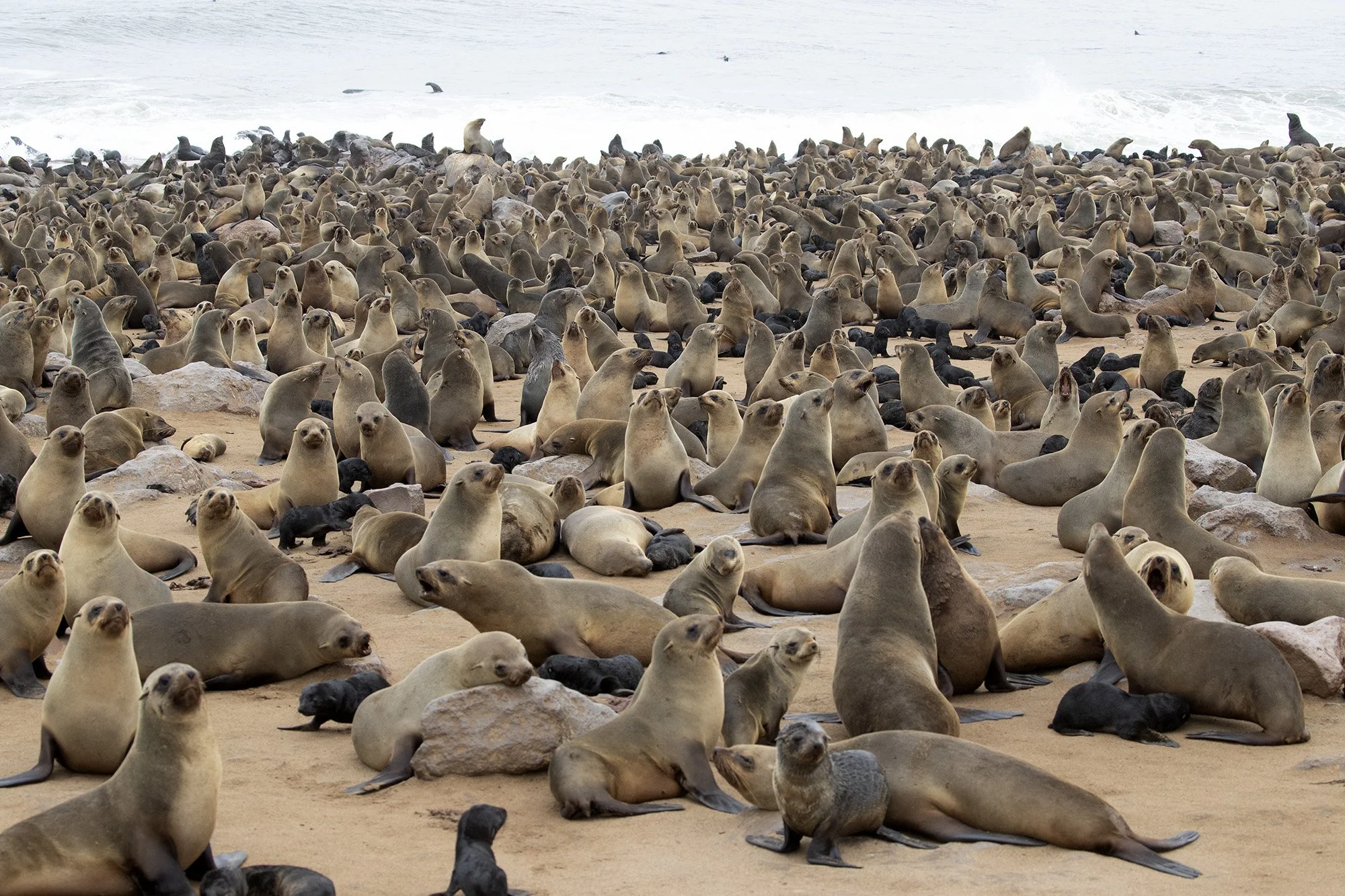 CAPE-FUR SEALS on SKELETON COAST