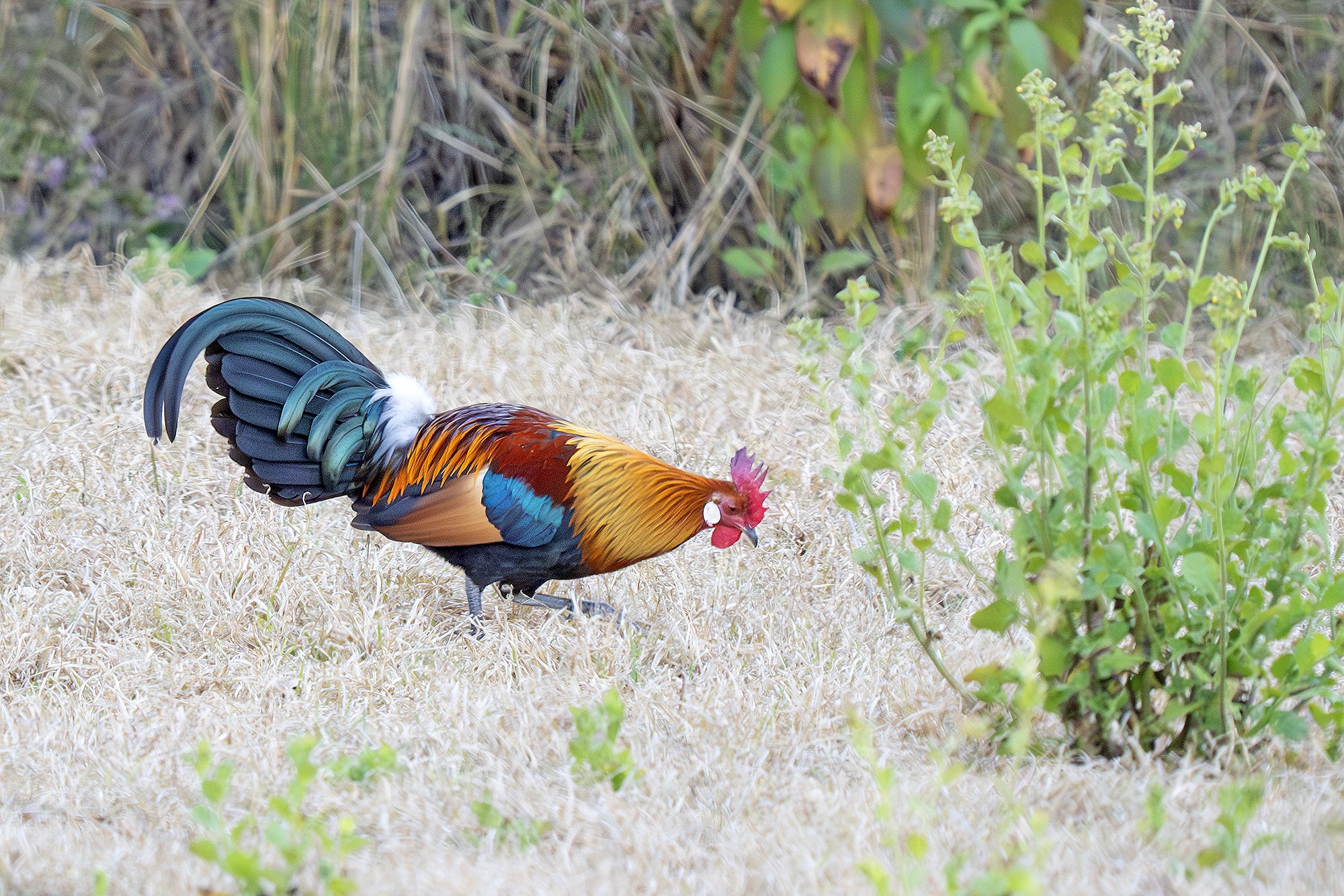 RED JUNGLEFOWL