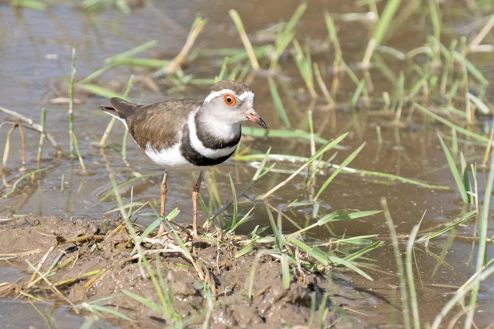THREE-BANDED PLOVER
