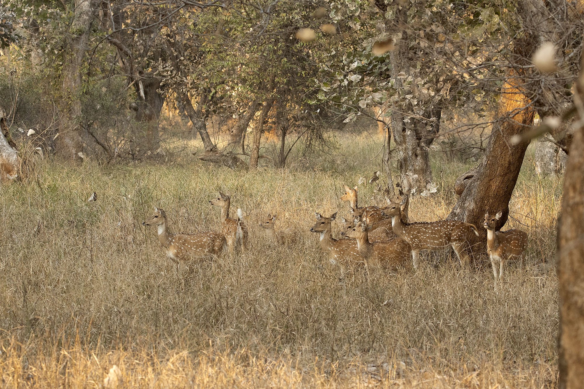 CHITAL (SPOTTED DEER)