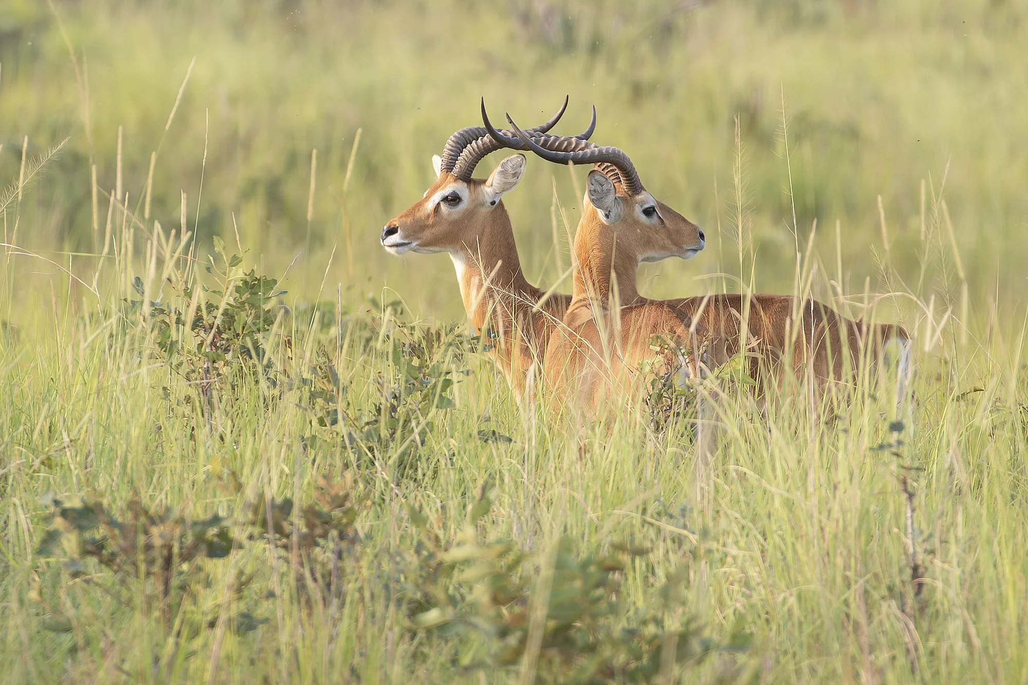 UGANDA KOB