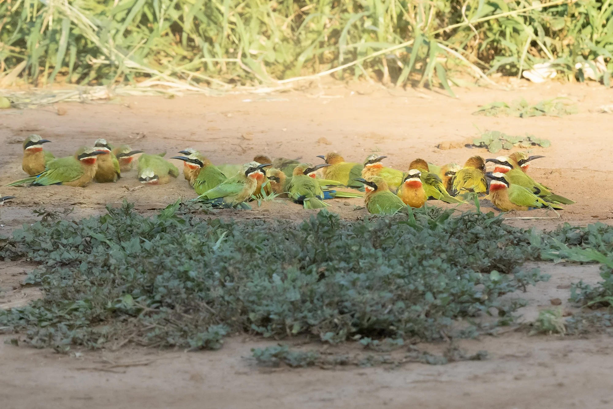 WHITE-FRONTED BEE-EATERS dust bathing