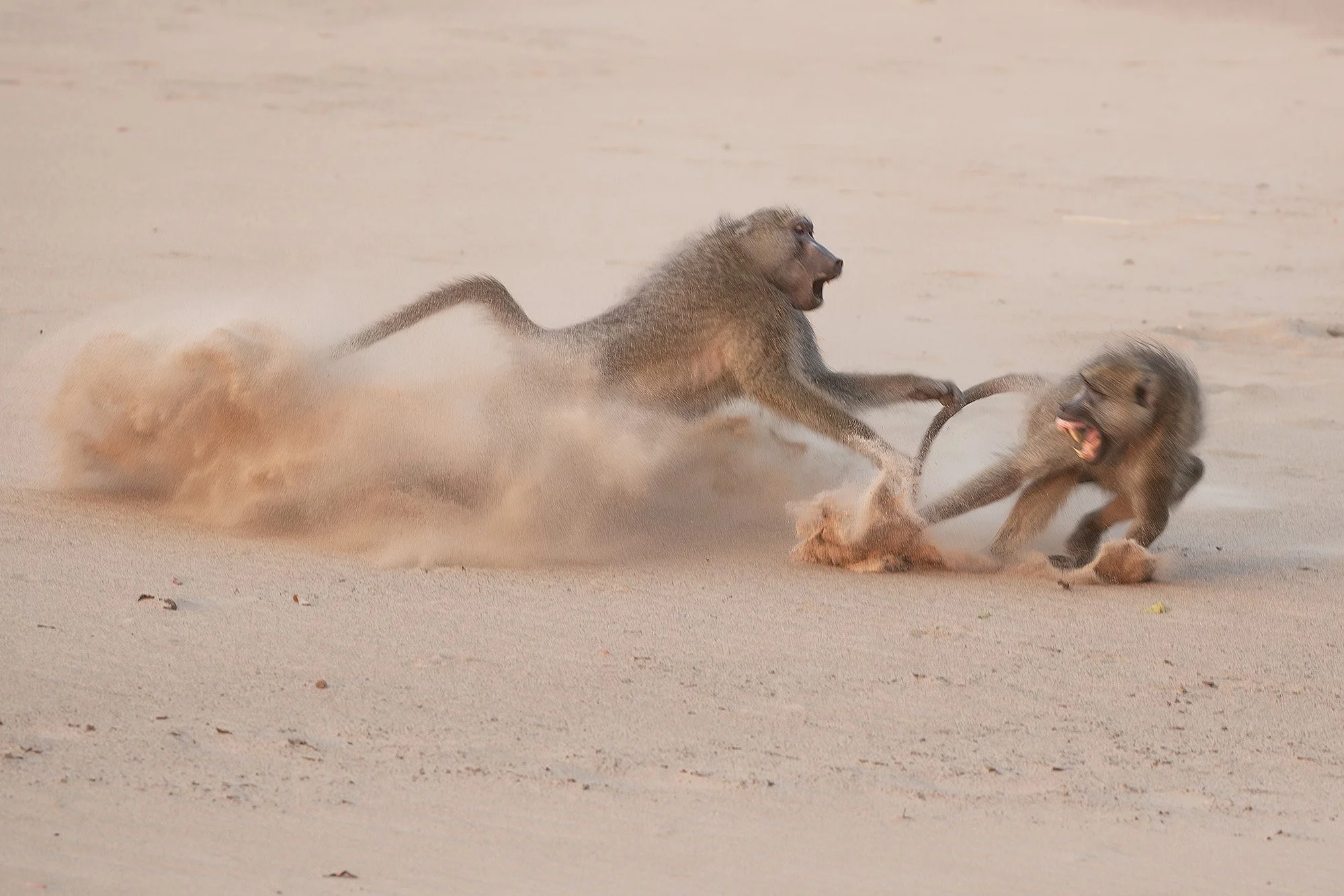 CHACMA BABOON