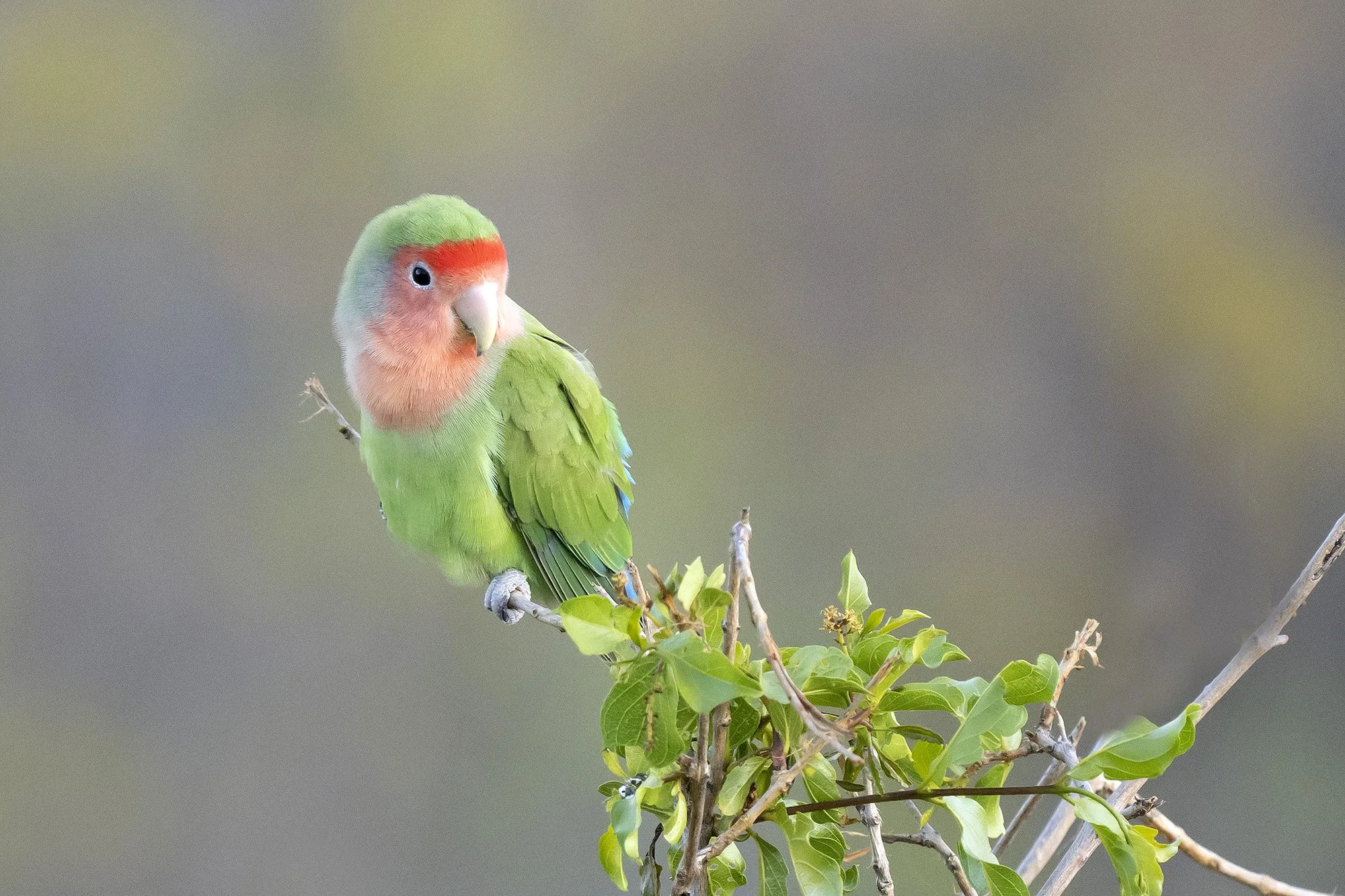 ROSY-FACED LOVEBIRD