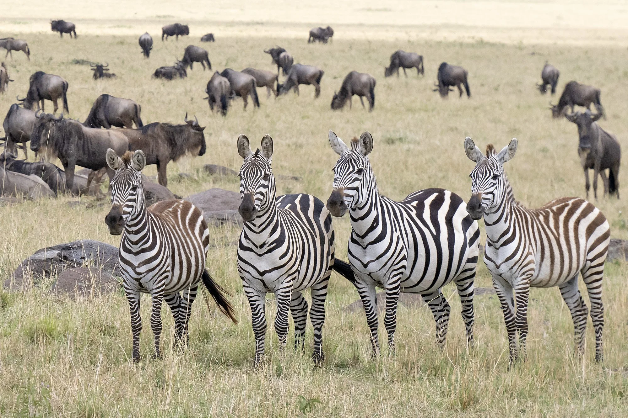 Zebra