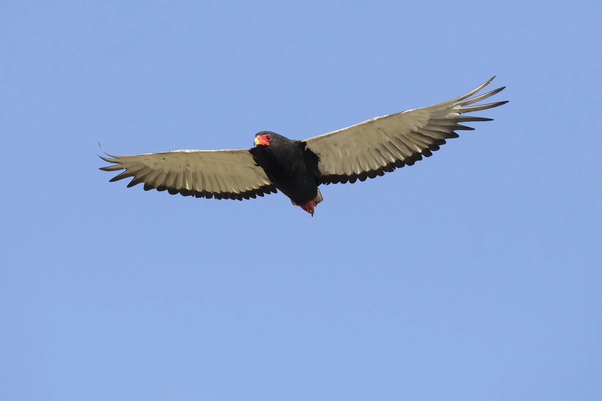 Bateleur