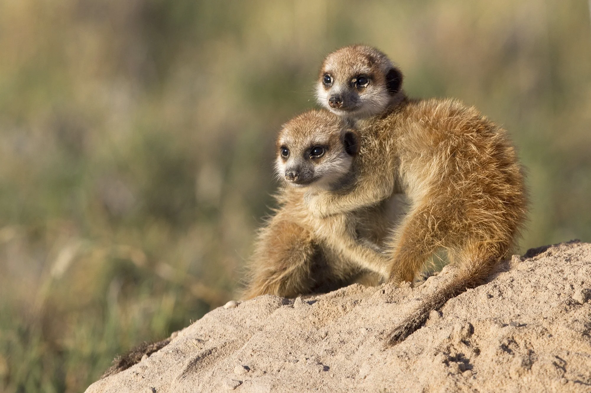 MEERKATS