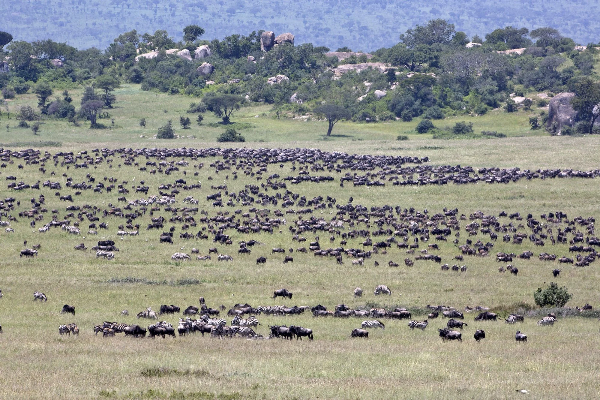 Wildebeest migration