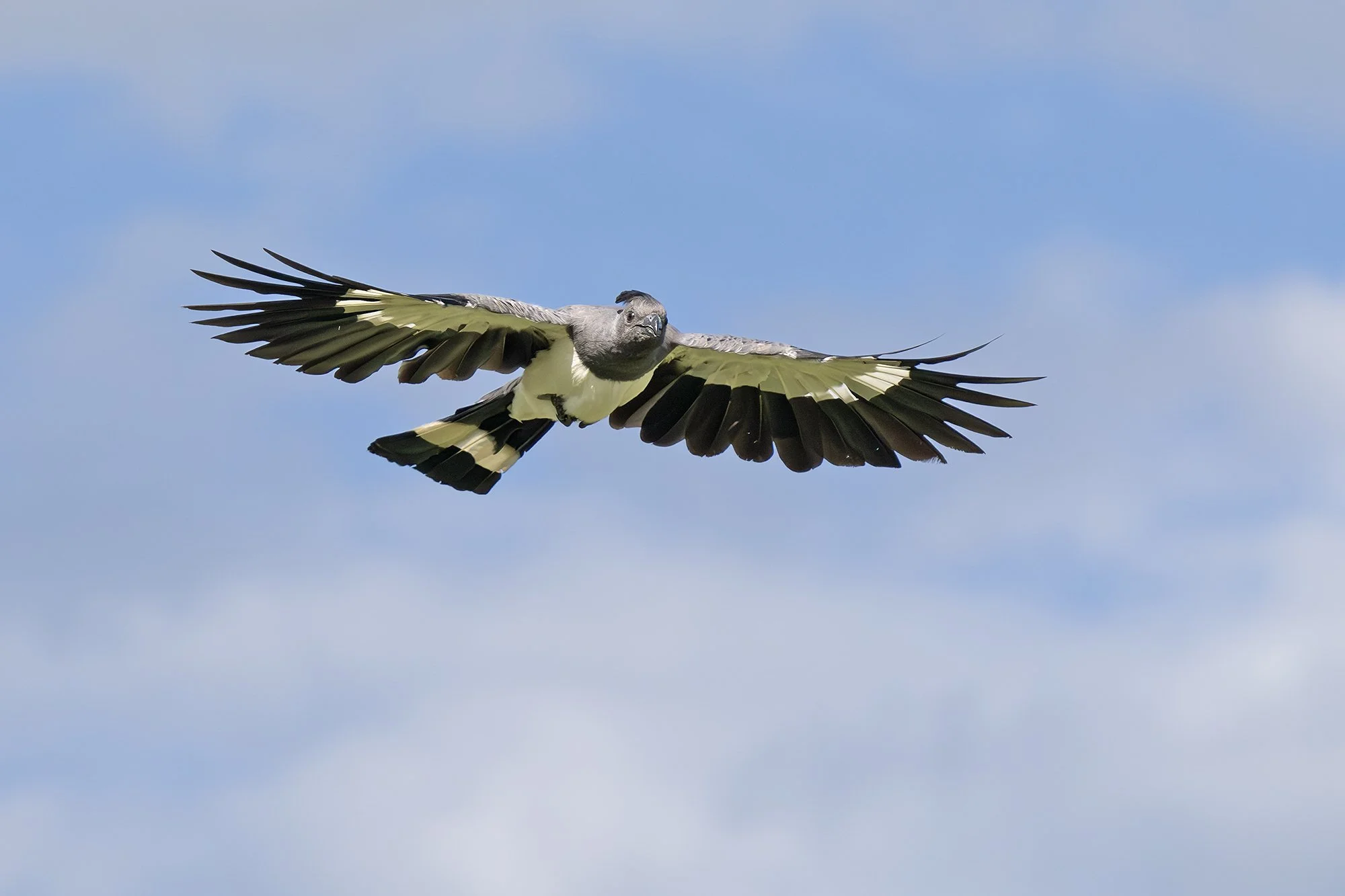 WHITE-BELLIED GO-AWAY-BIRD