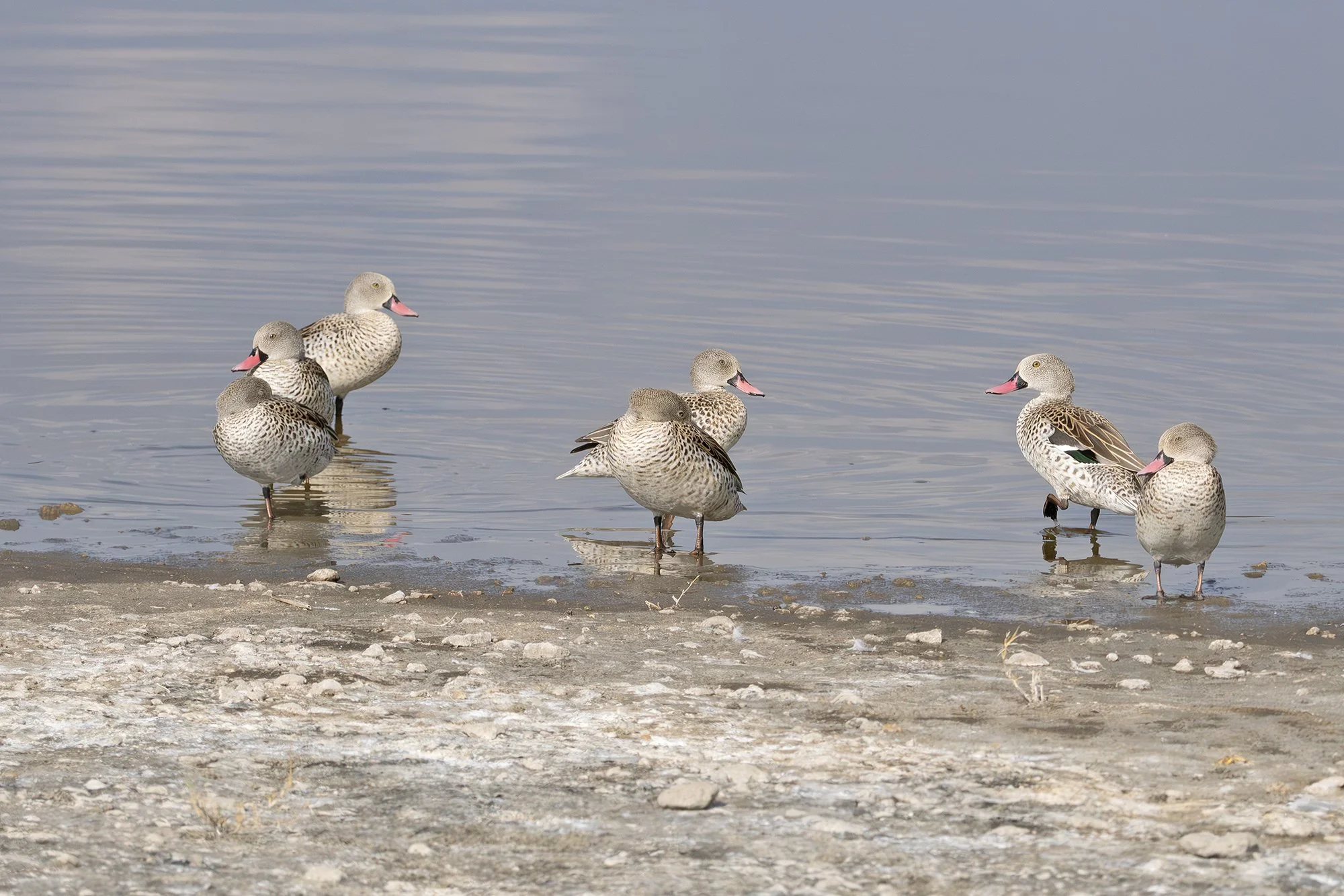 Cape Teal
