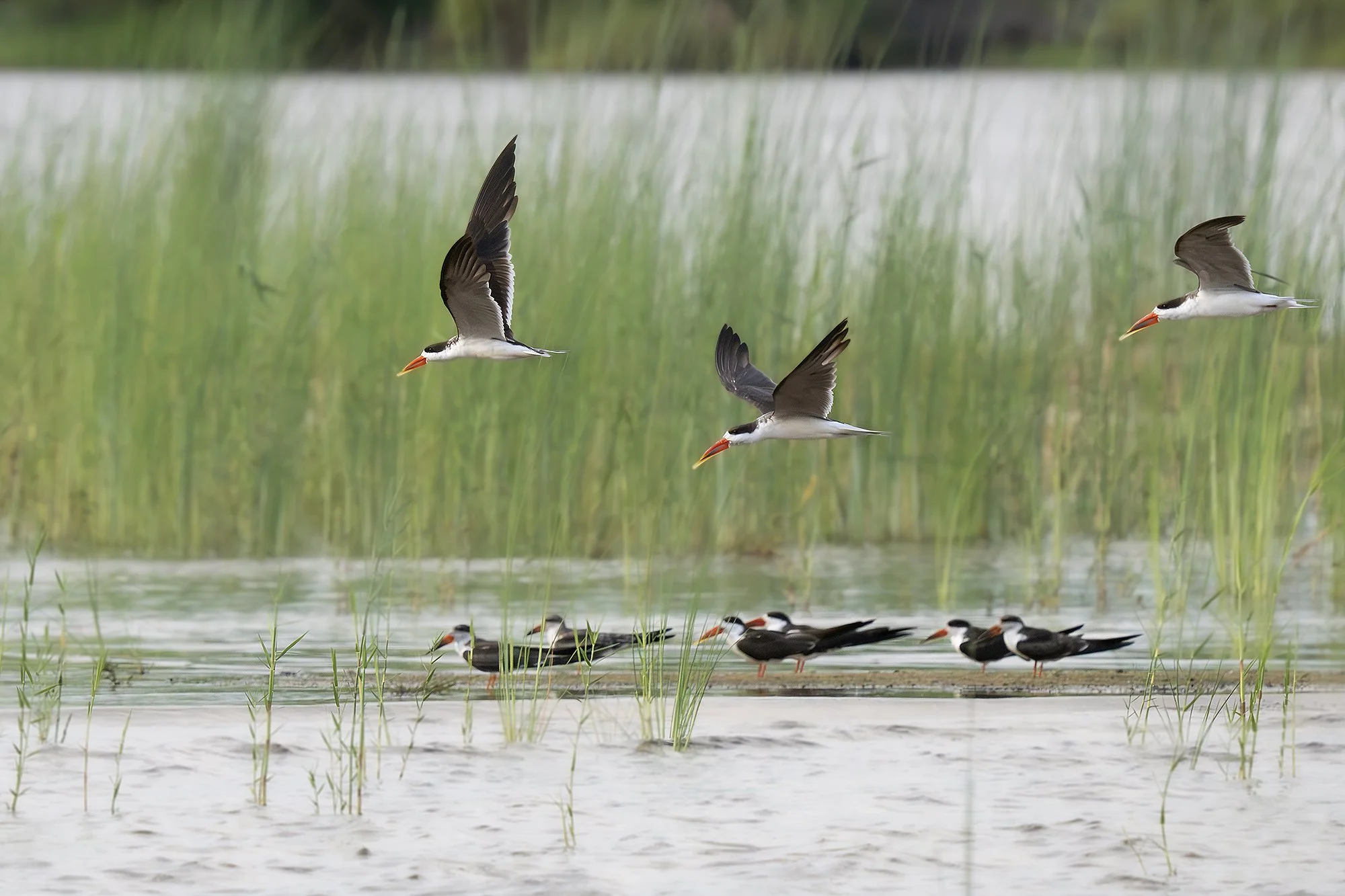 AFRICAN SKIMMER