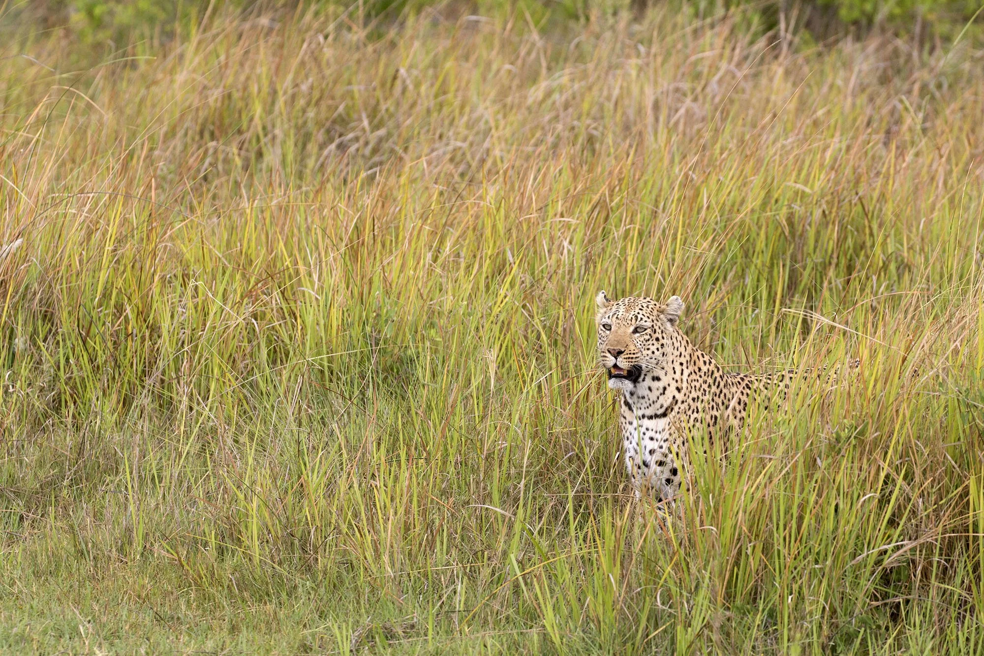 Leopard