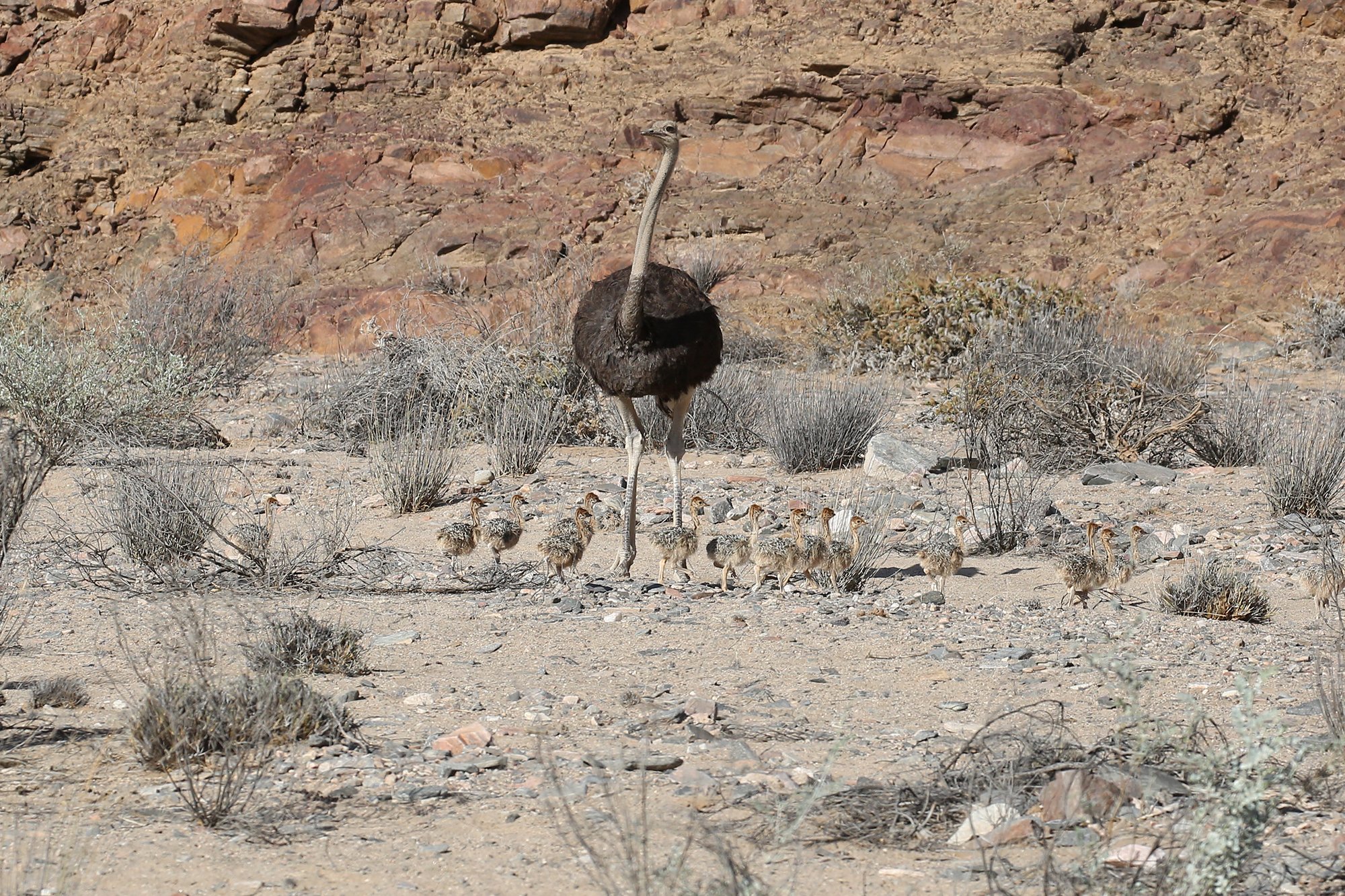 COMMON OSTRICH and CHICKS