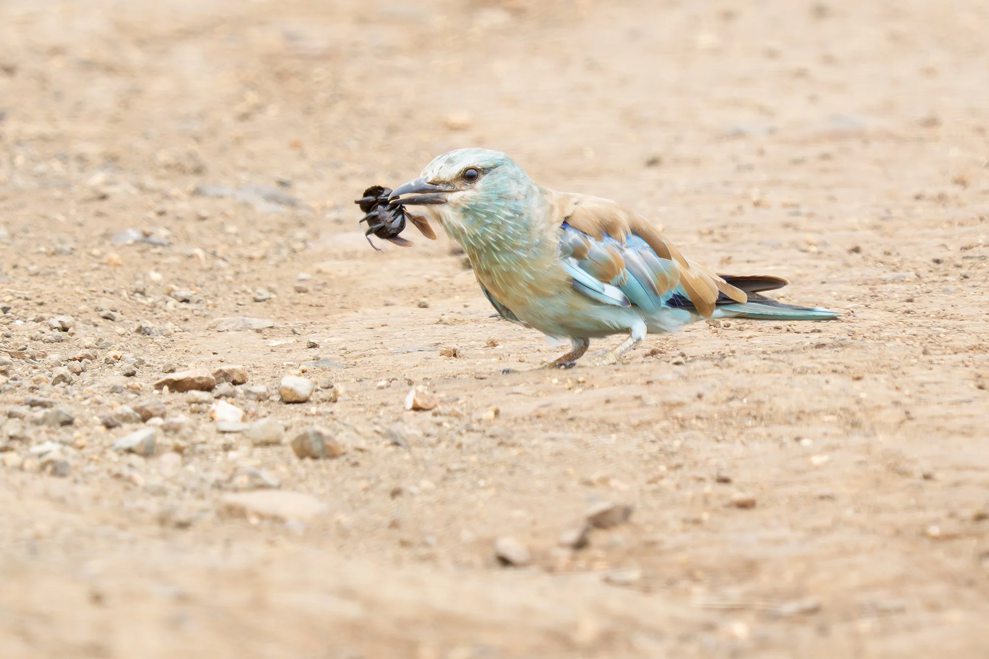 EUROPEAN ROLLER with DUNG BEETLE