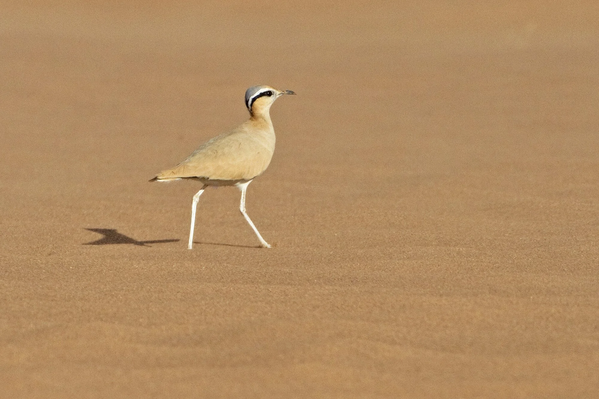 CREAM-COLOURED COURSER