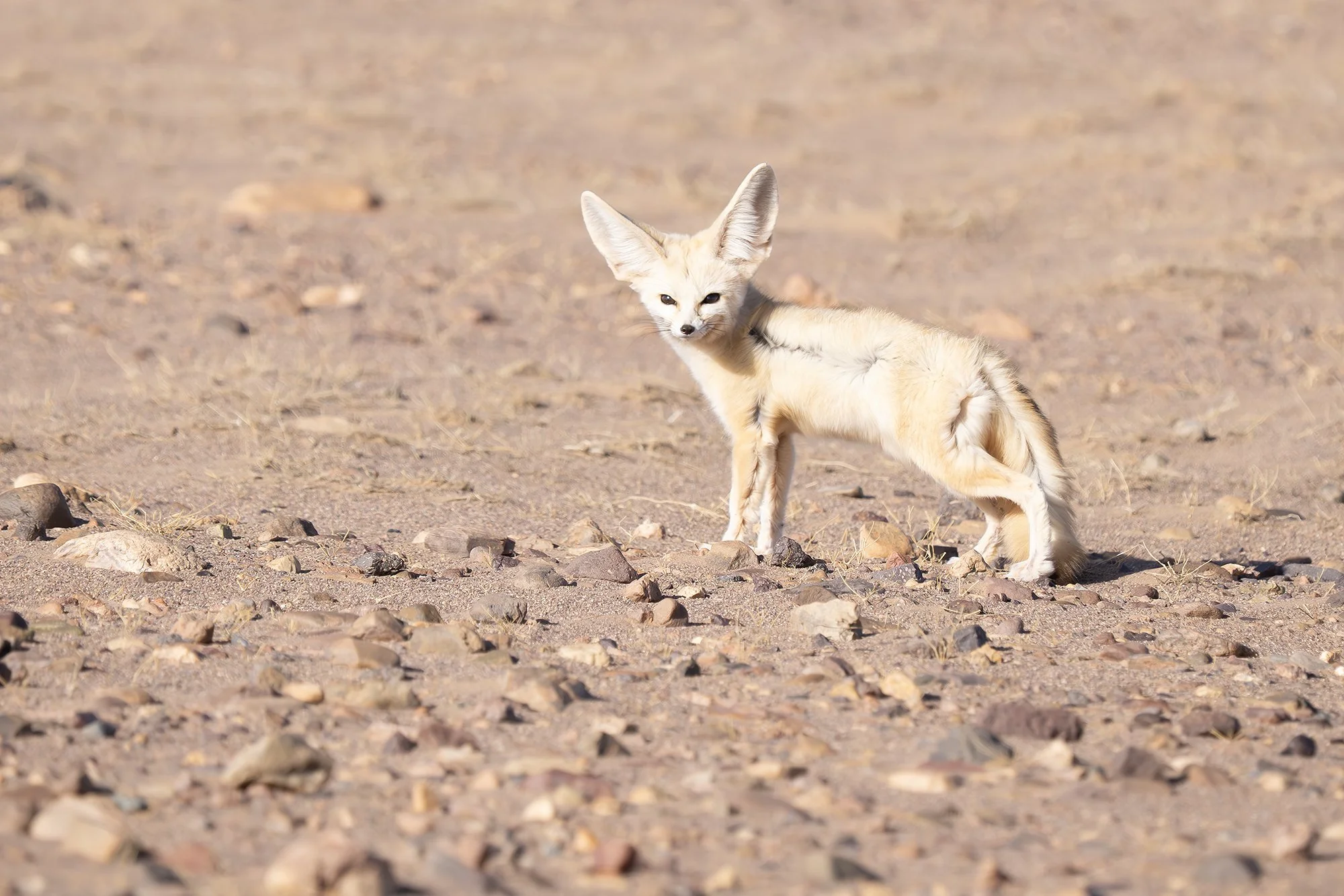 FENNEC FOX