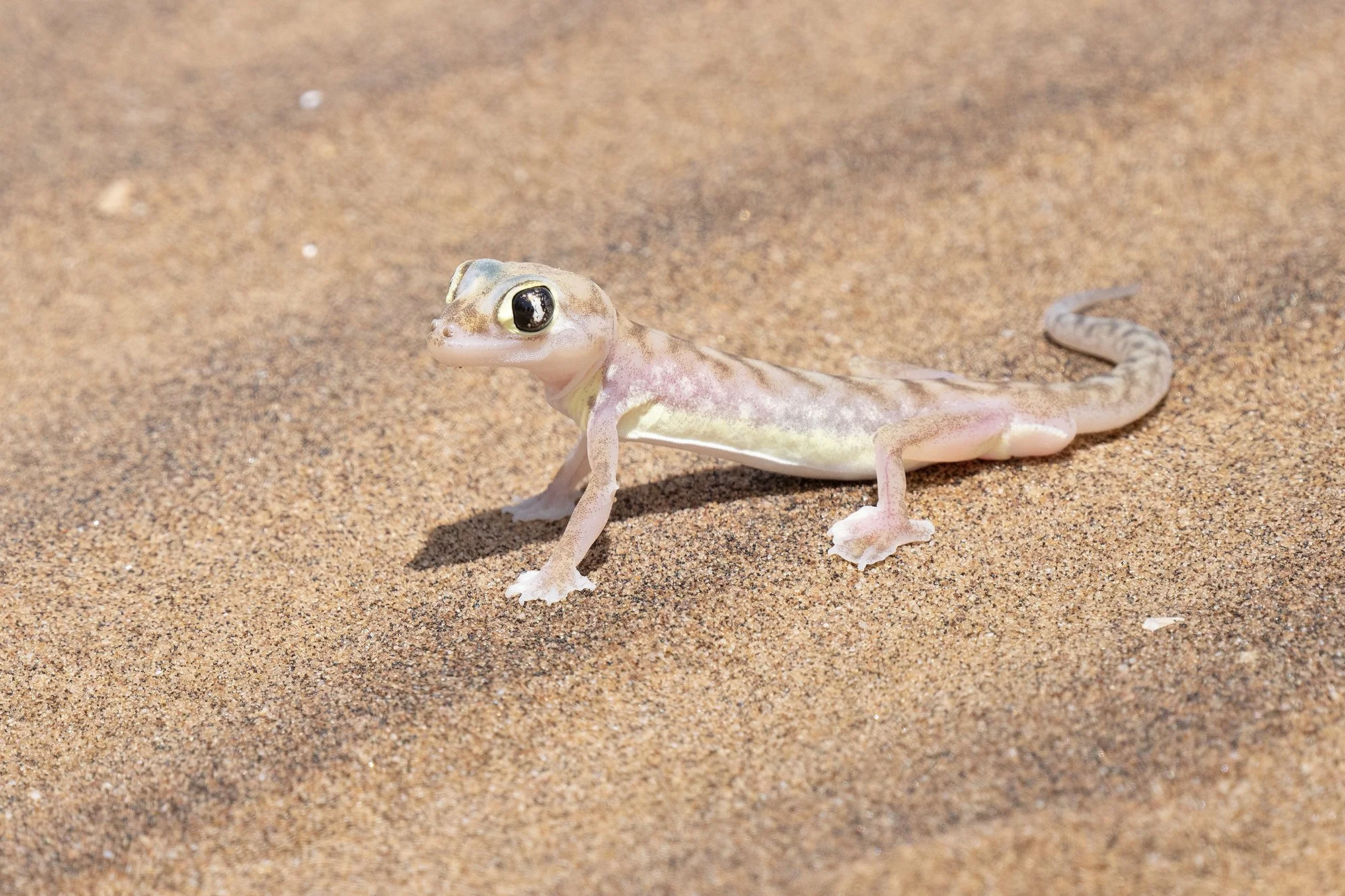 NAMIB WEB-FOOTED GECKO