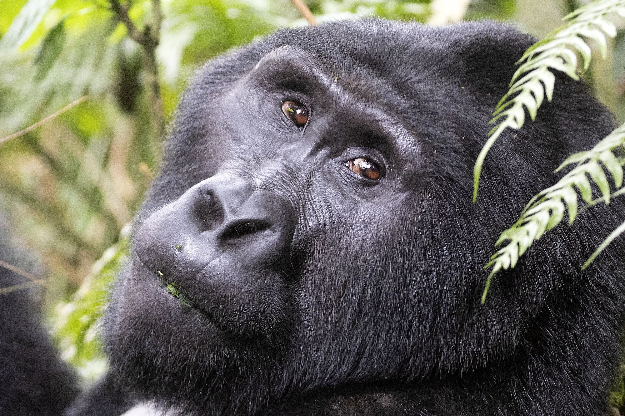 UGANDA