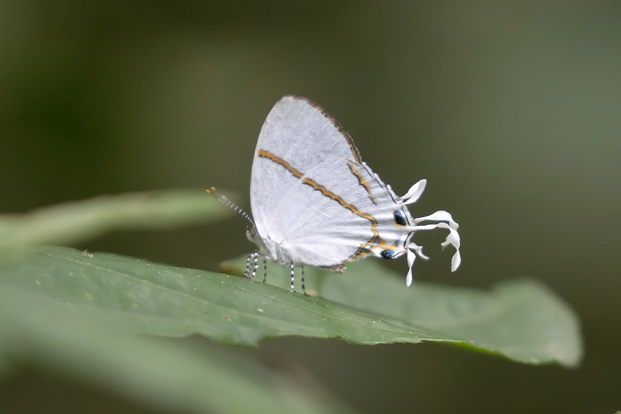 COMMON FAIRY HAIRSTREAK
