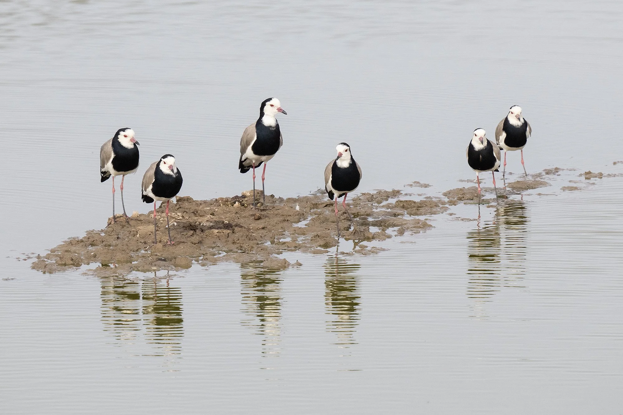 LONG-TOED LAPWING