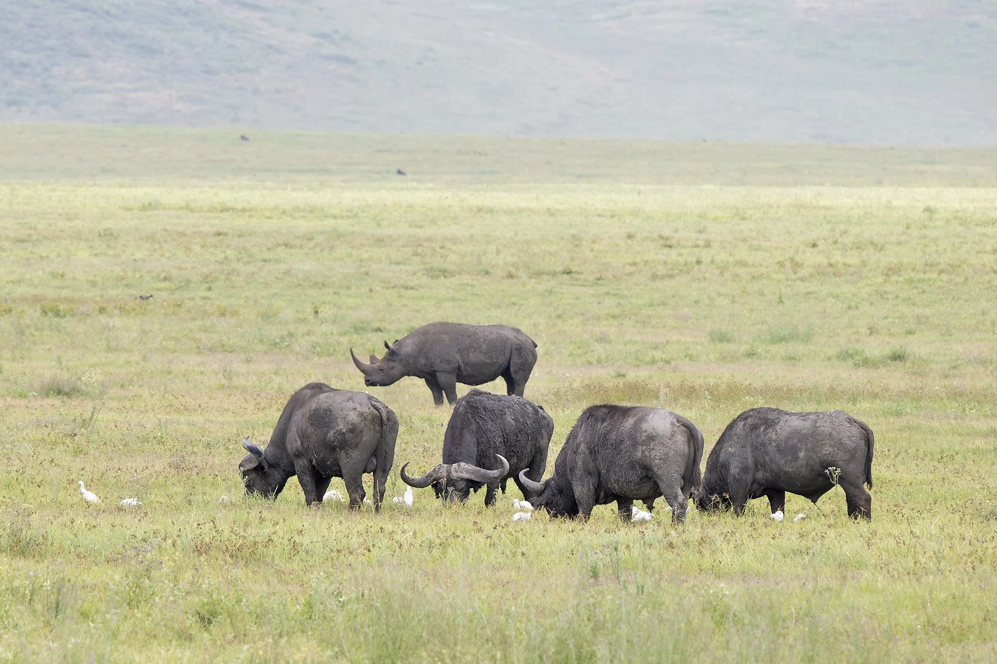 Black Rhinoceros & Cape Buffalo