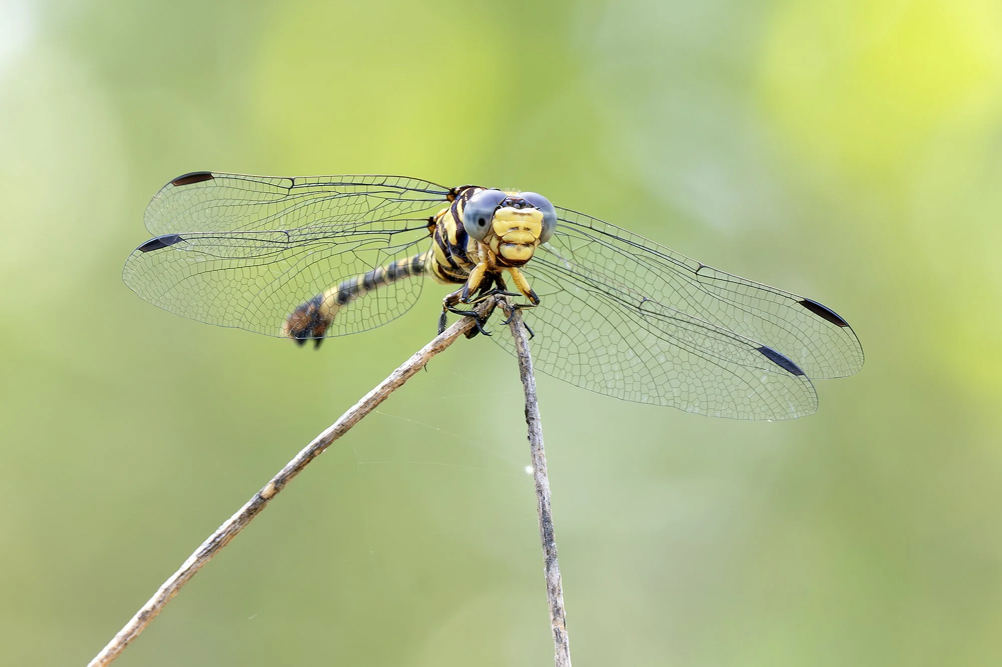 COMMON TIGERTAIL