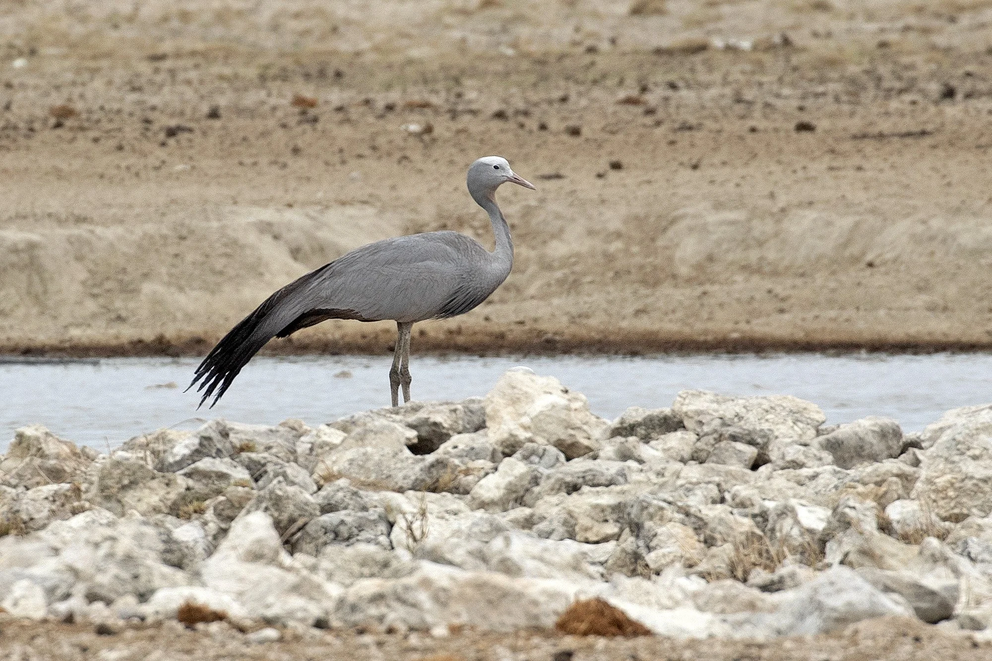 BLUE CRANE