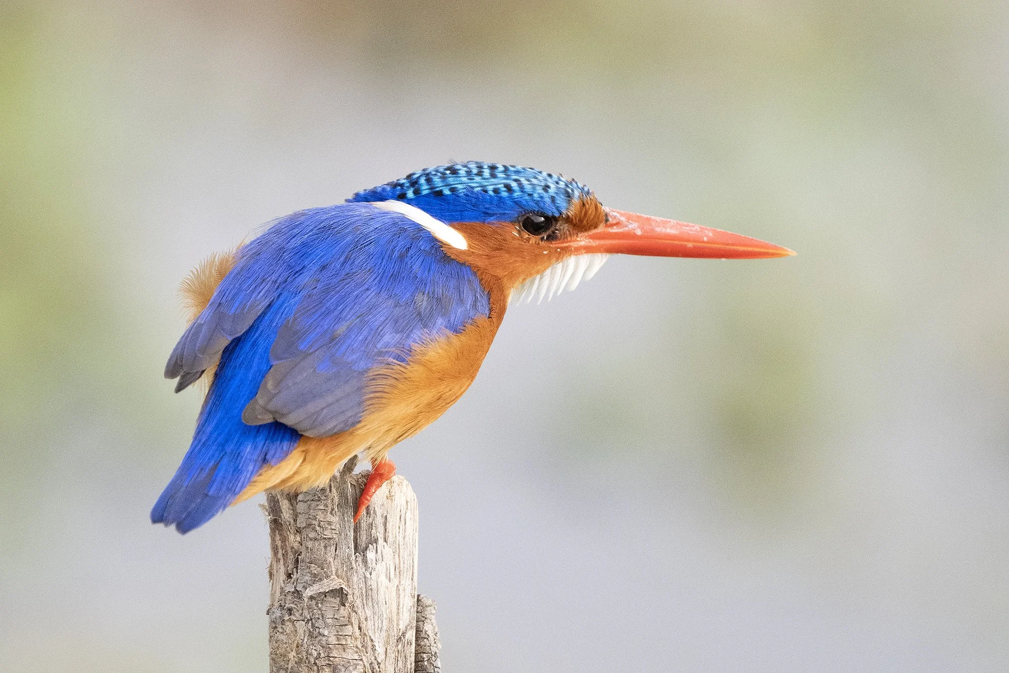 Malachite Kingfisher