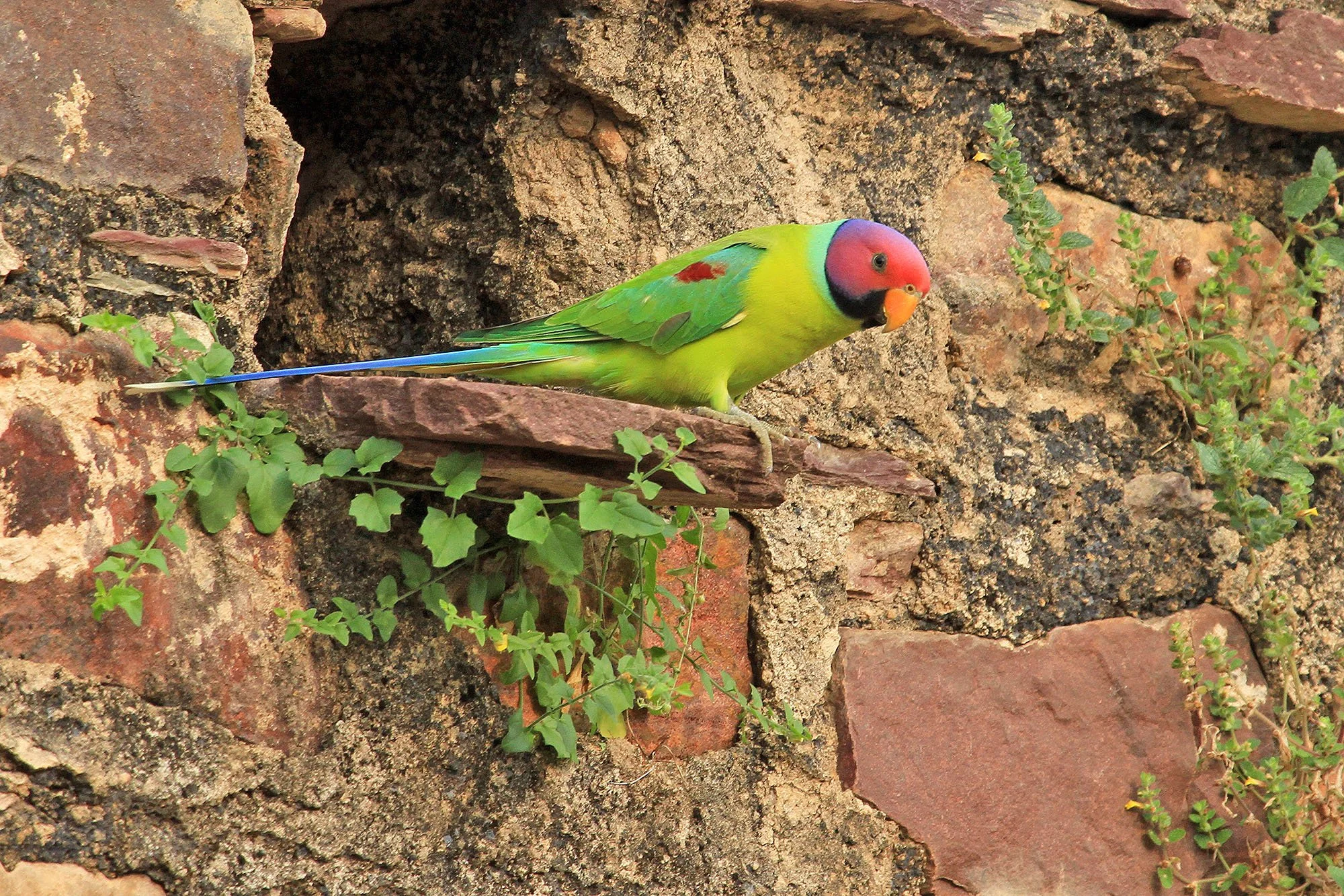 ROSE-RINGED PARAKEET