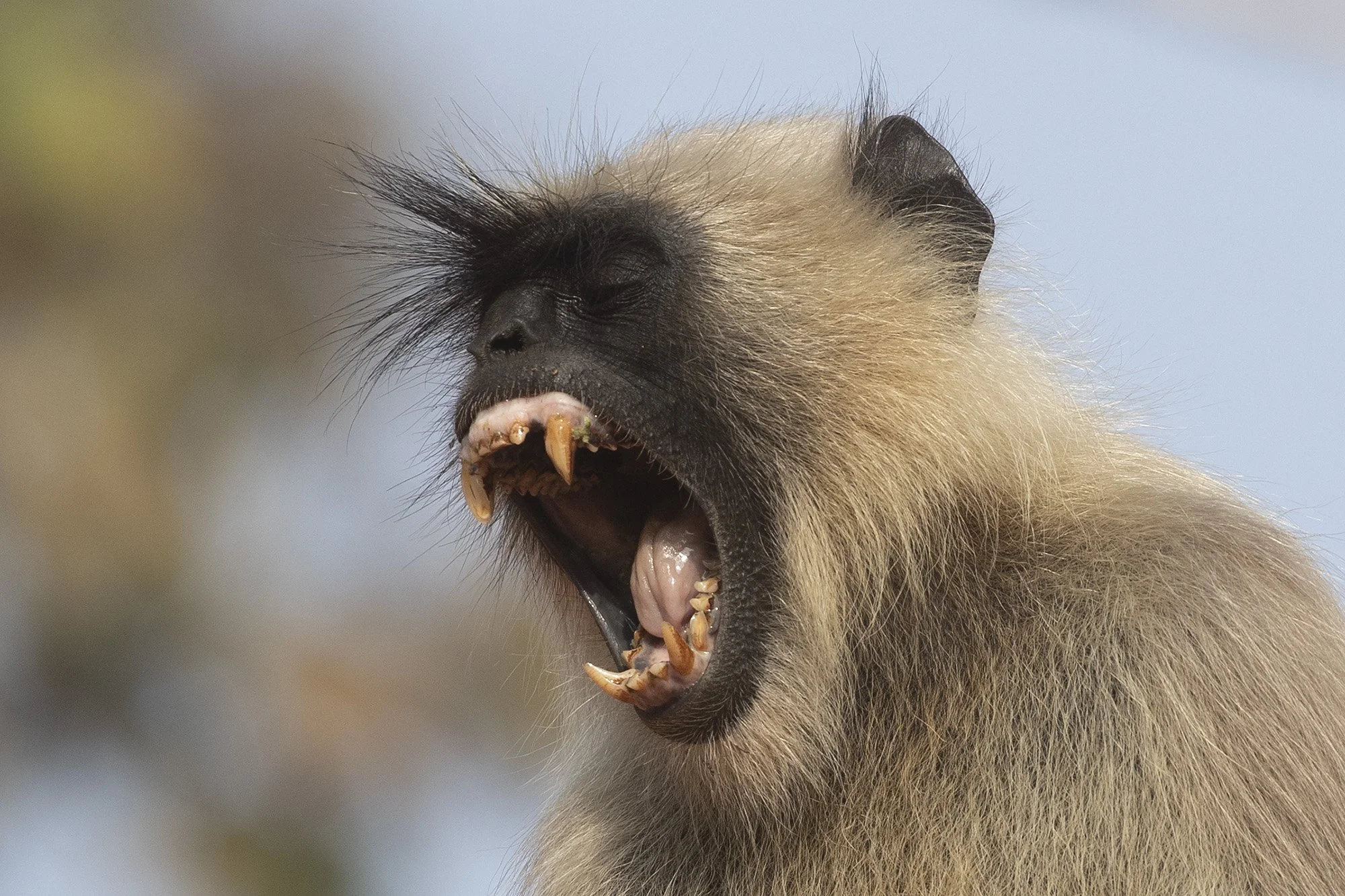 NORTHERN PLAINS GREY LANGUR