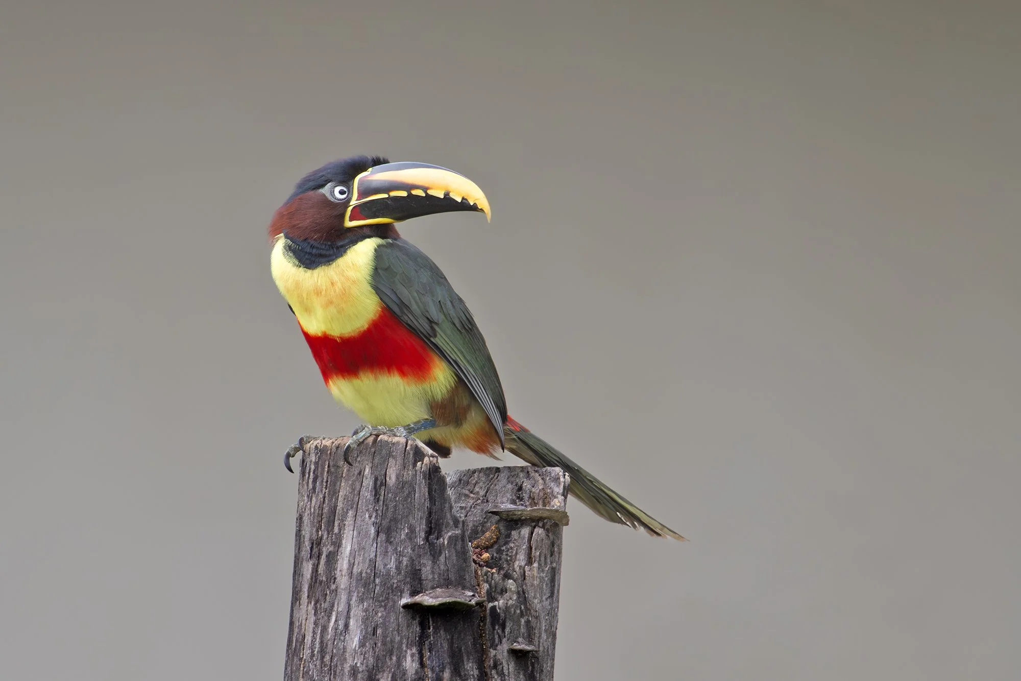 Chestnut-eared Aracari