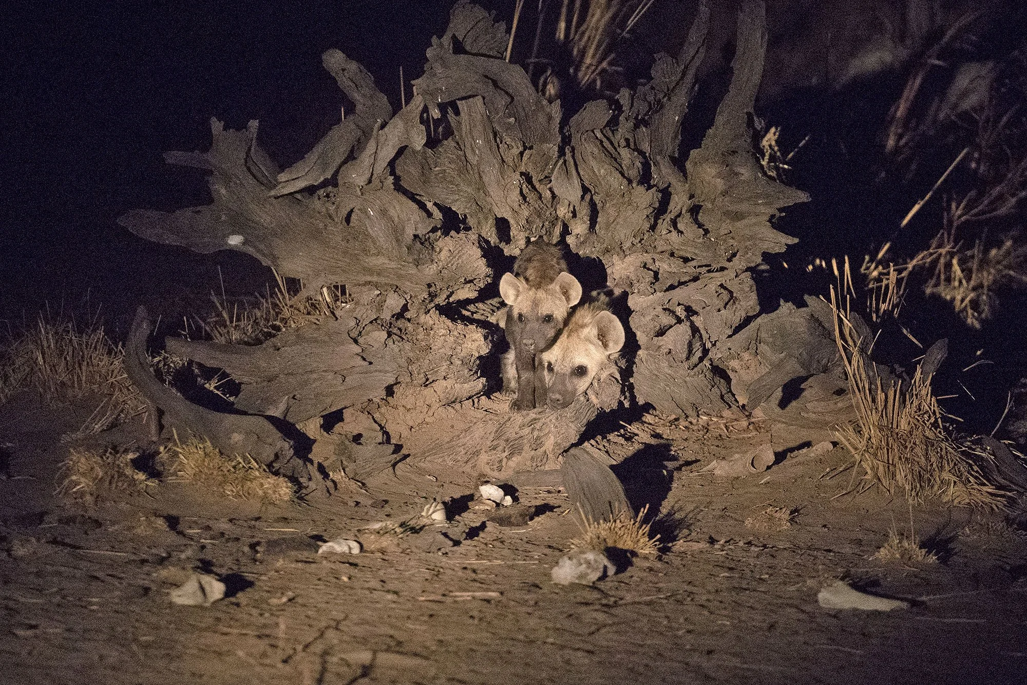 SPOTTED HYENA CUBS at den