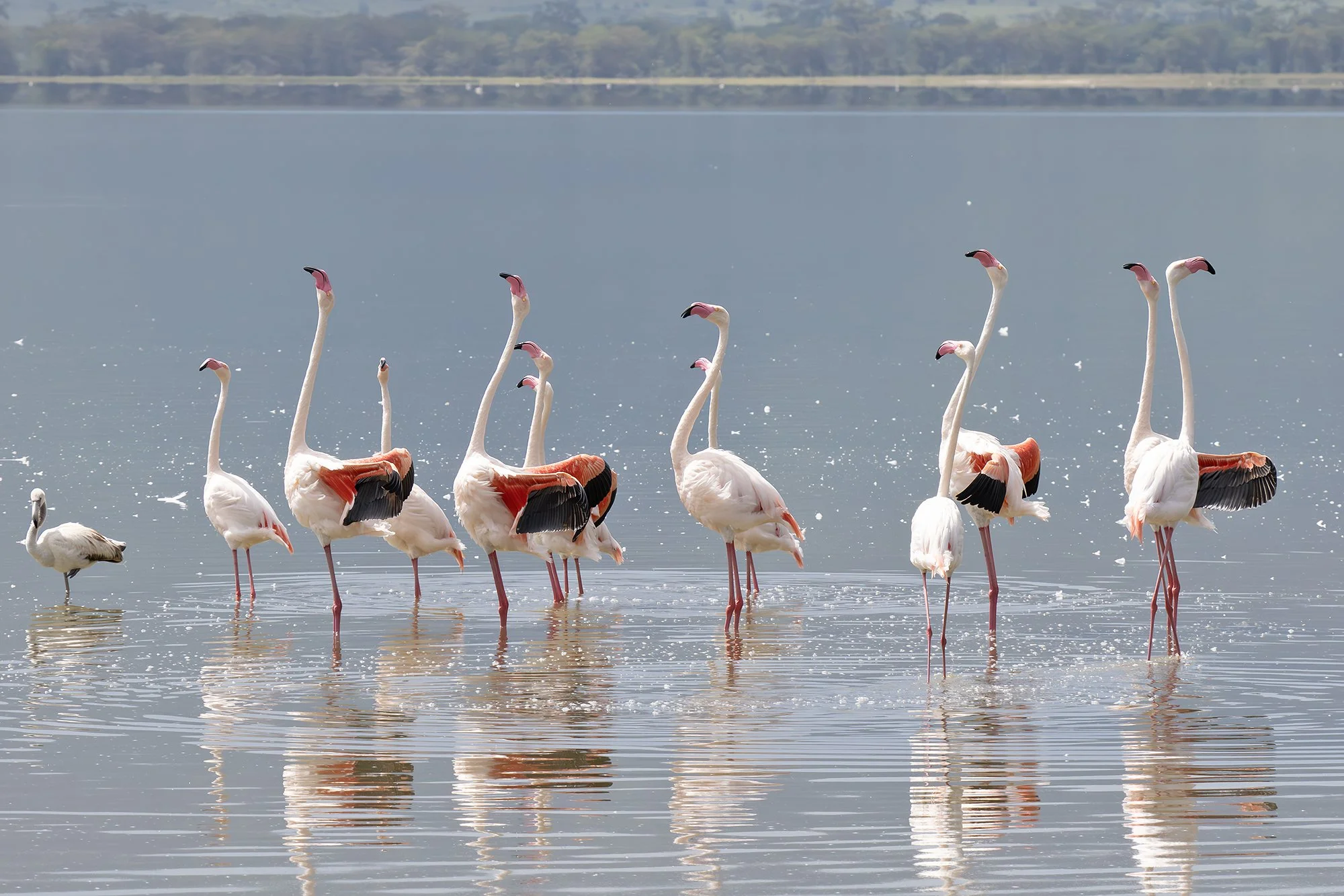 Greater Flamingo